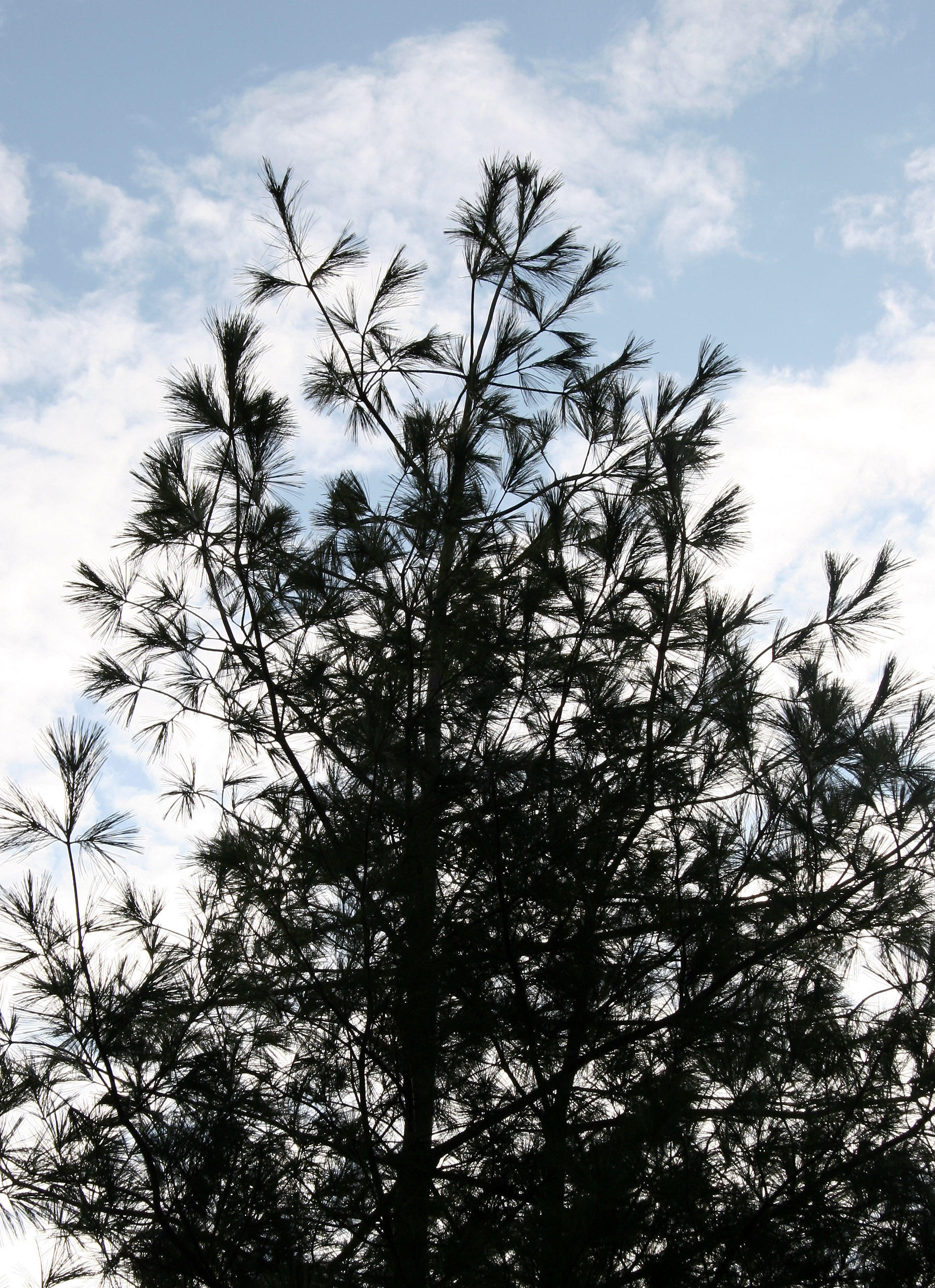 Pine Tree