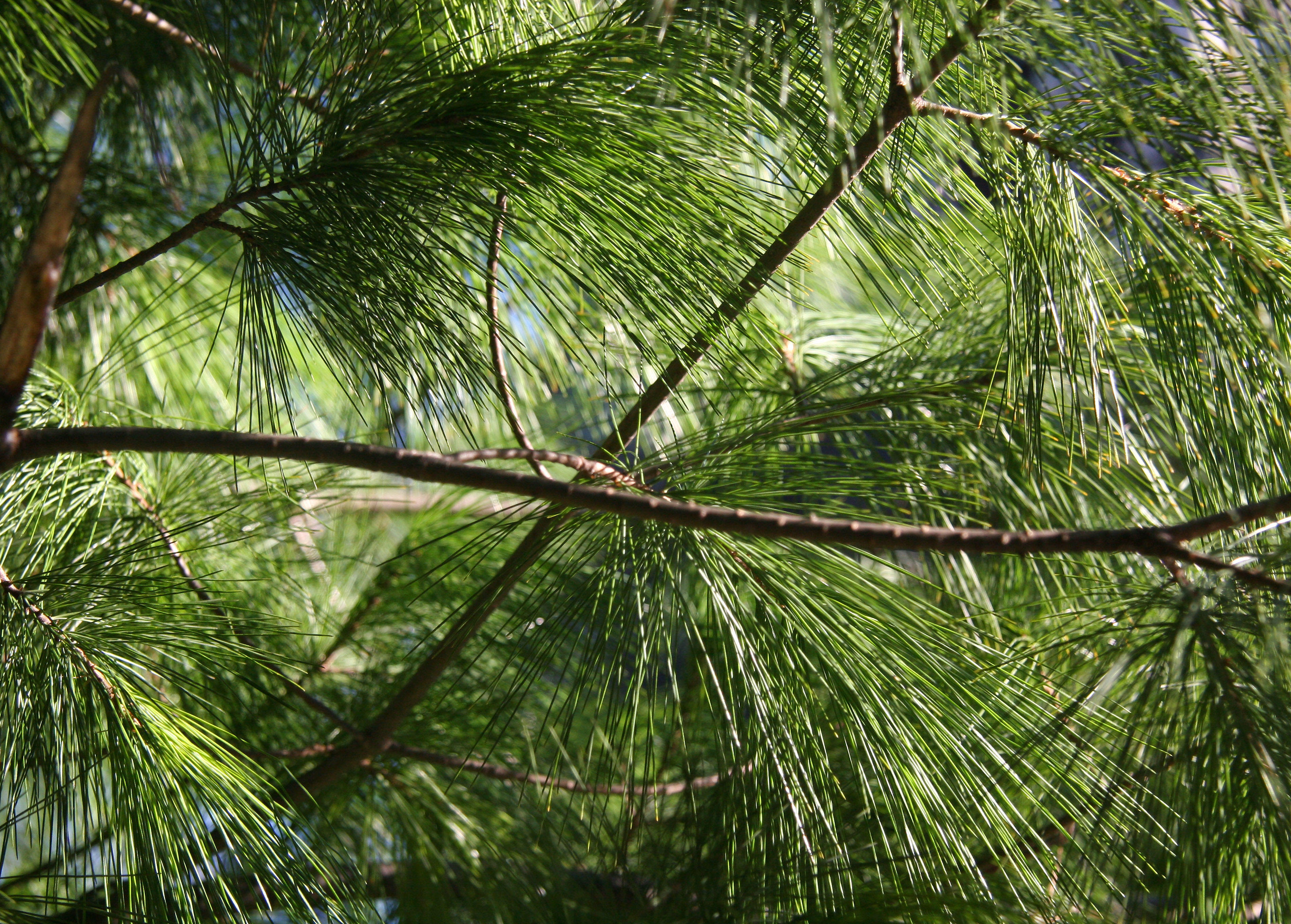 Long Needle Pine