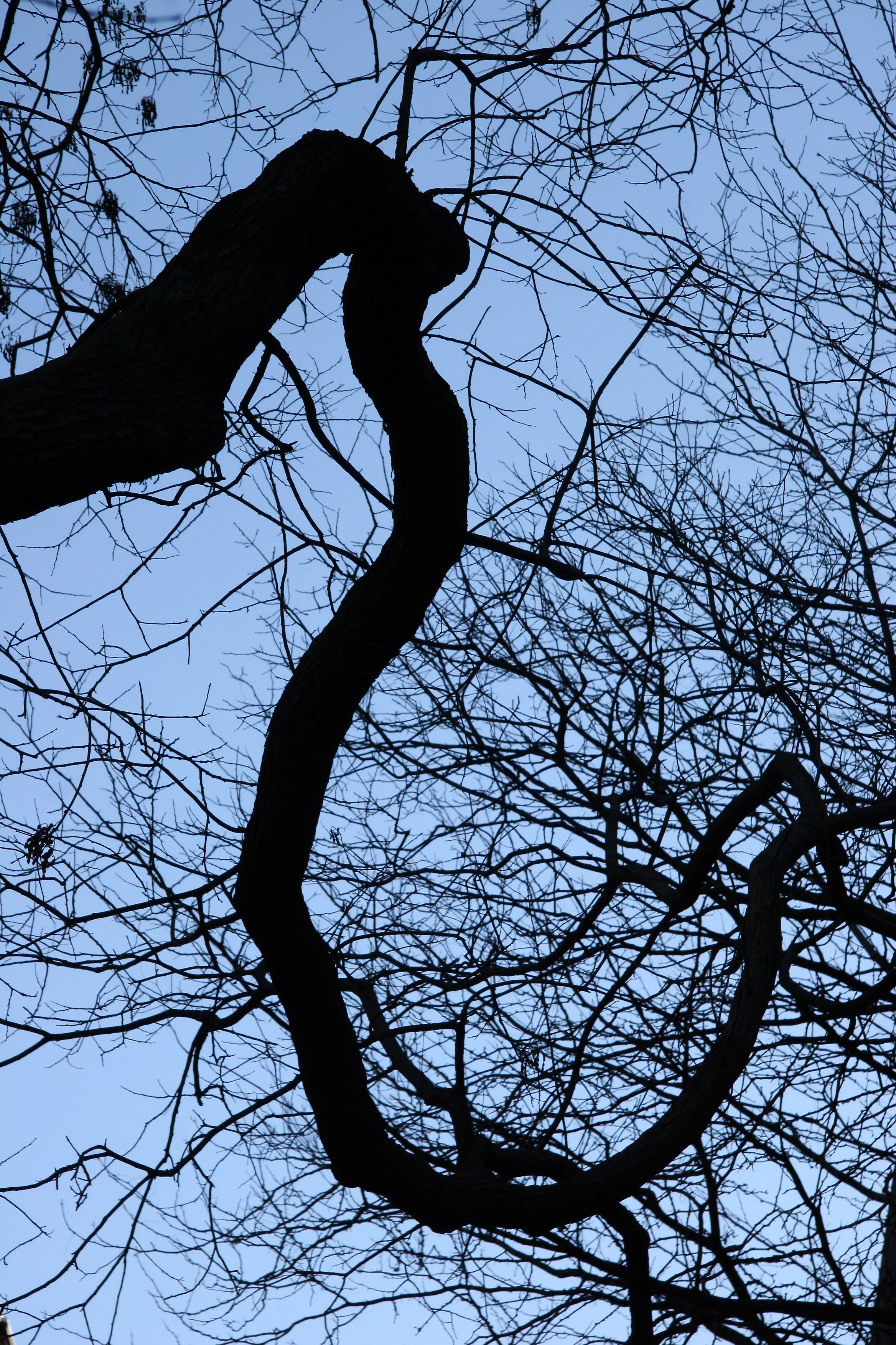 Scholar Tree Branch