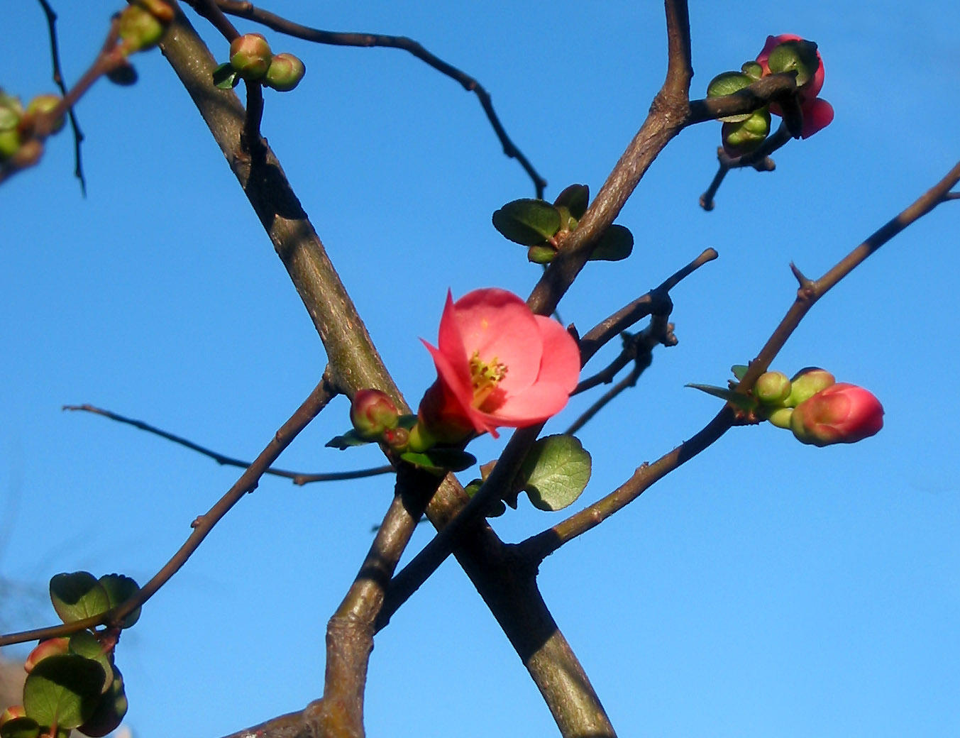 Quince - Early Blossoms