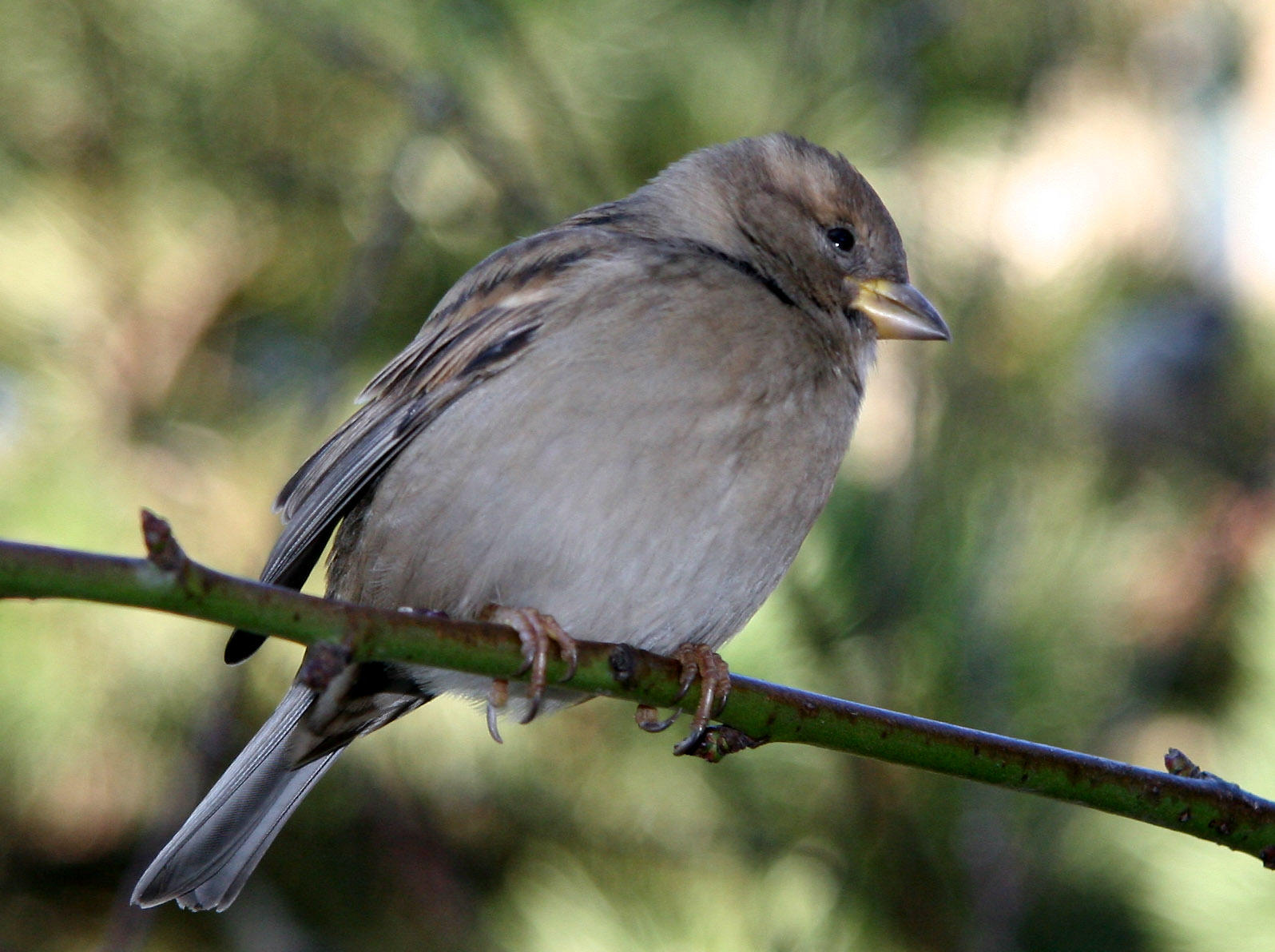 Sparrow in a Peach Tree