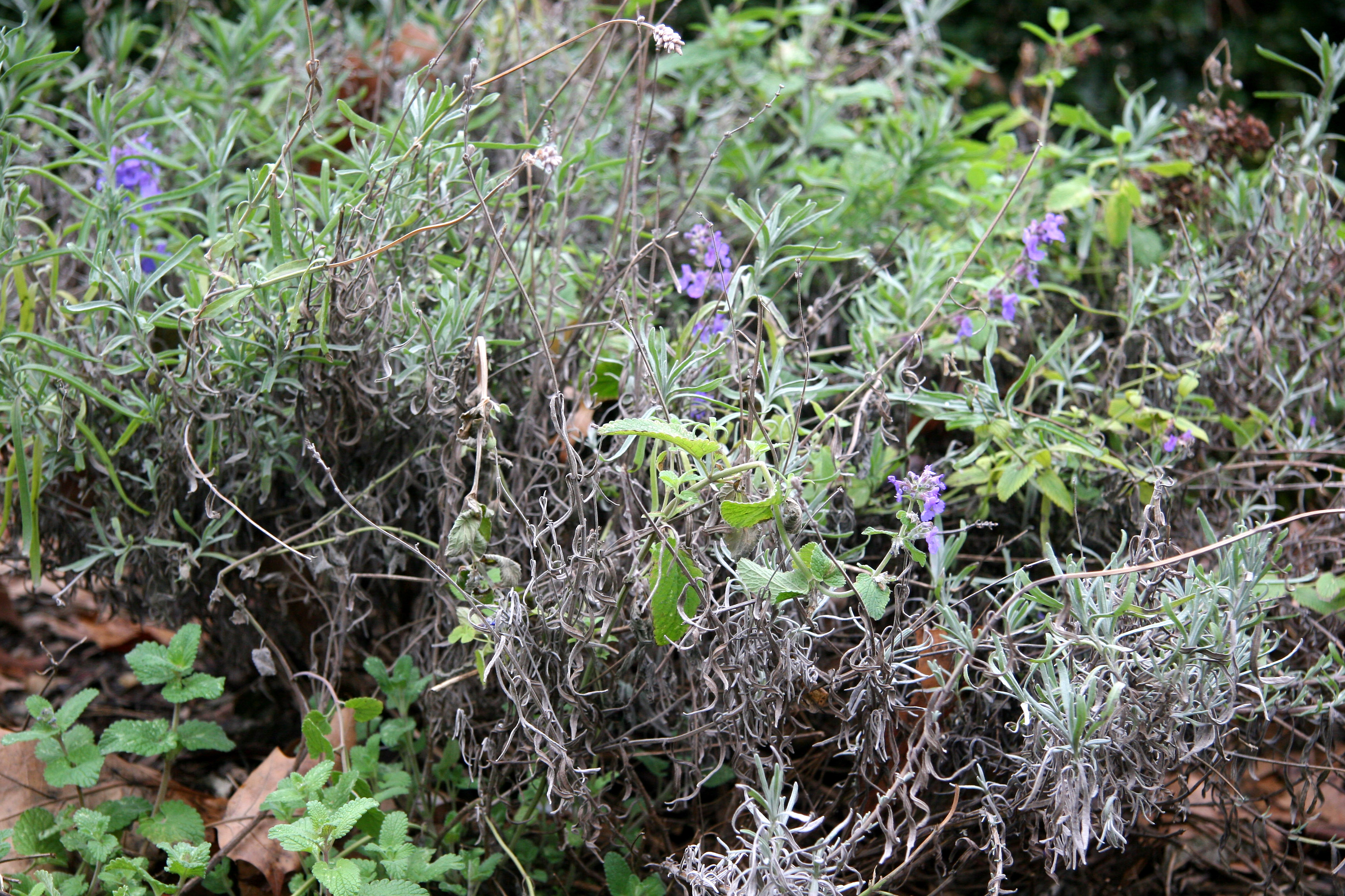 Early Salvia Blossoms in Lavender