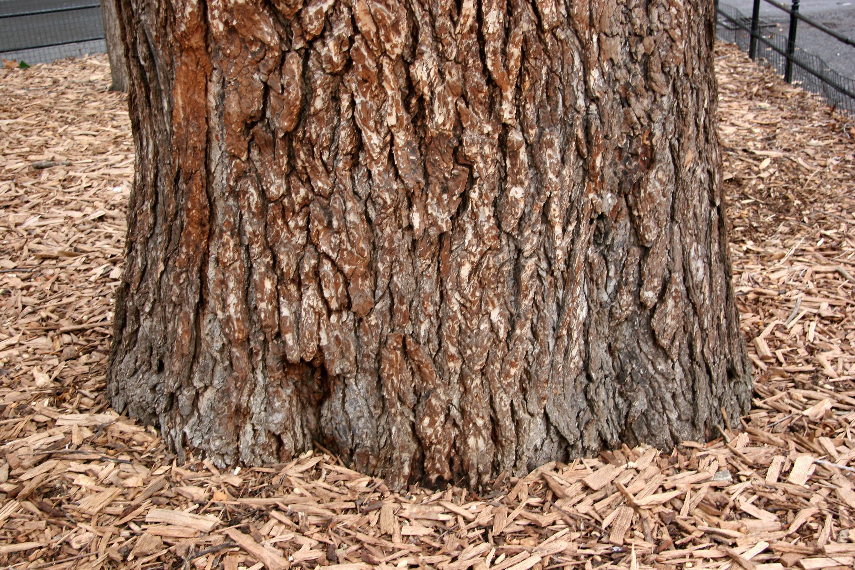 English Elm - Hangmans Tree Trunk