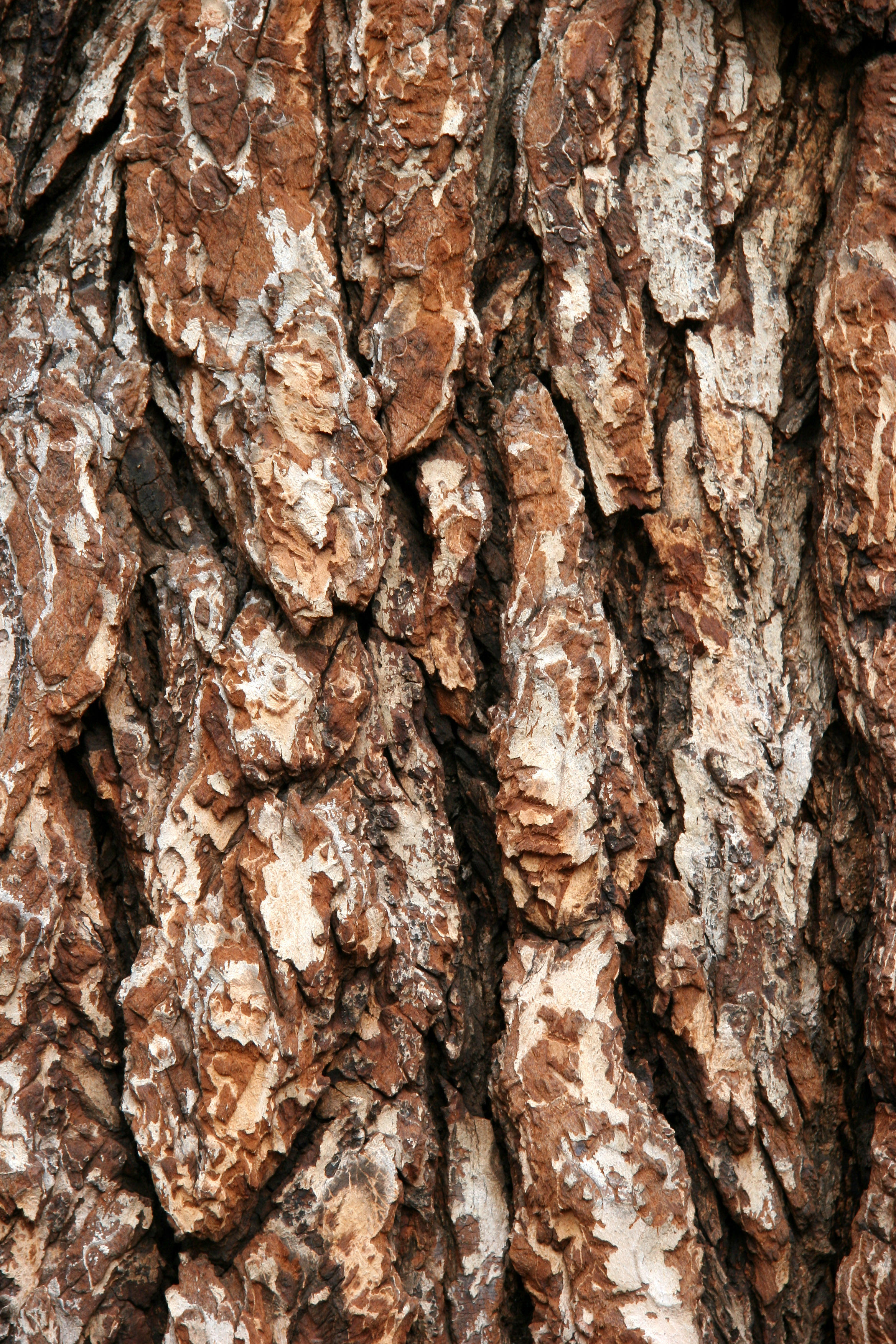 English Elm Bark