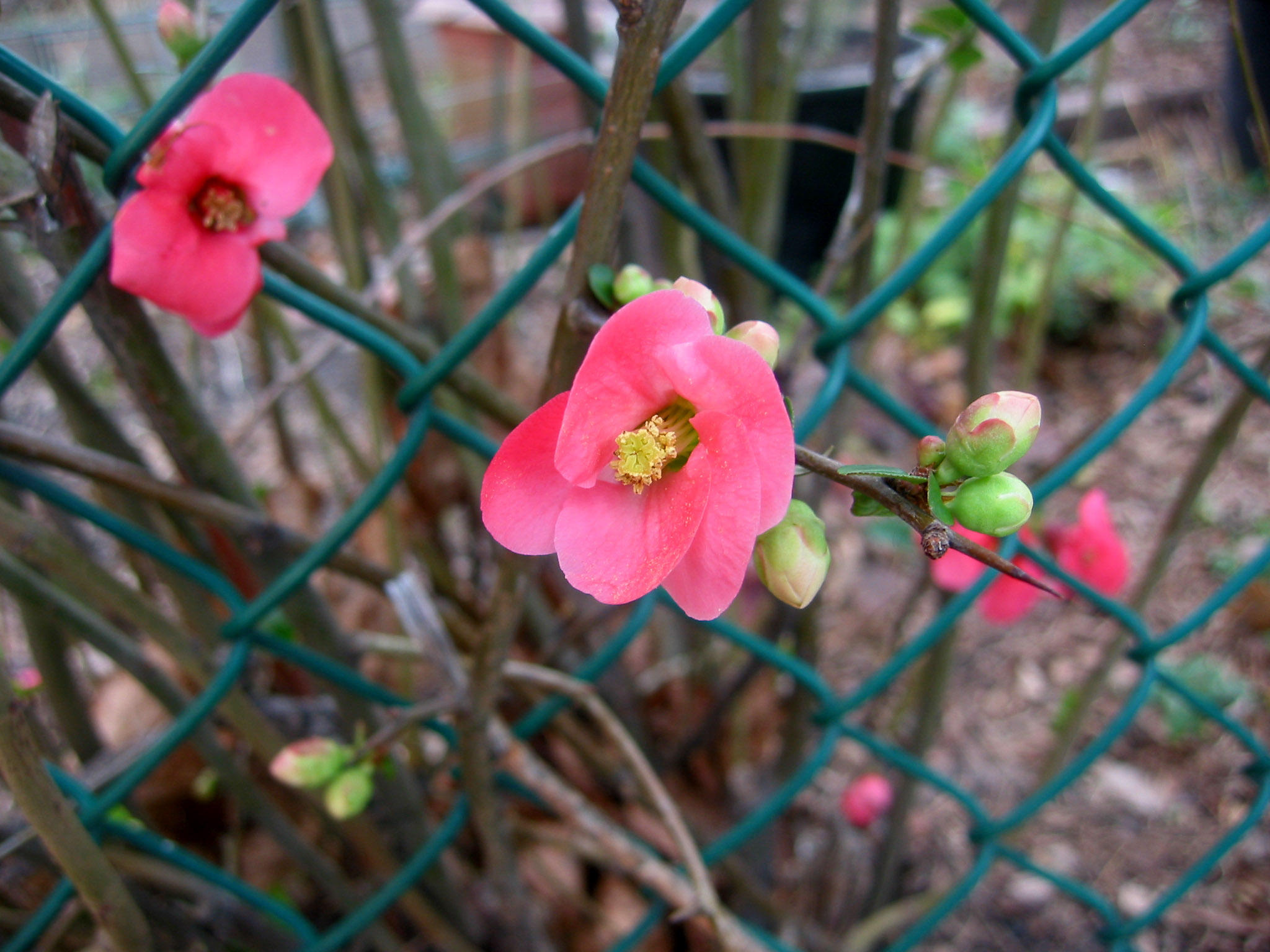 Quince Blossoms