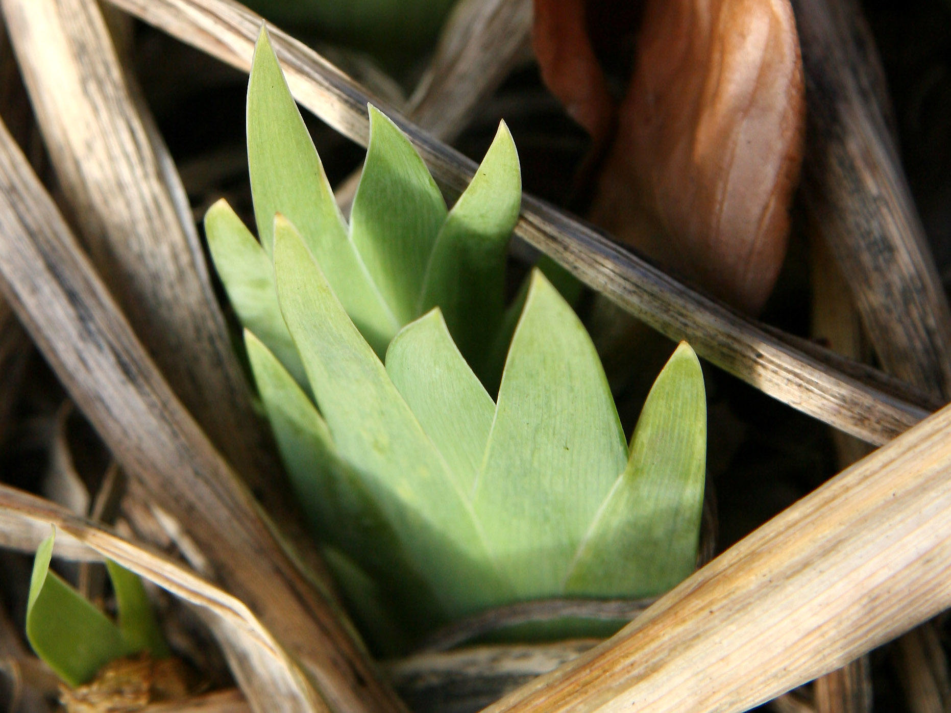 Iris Foliage