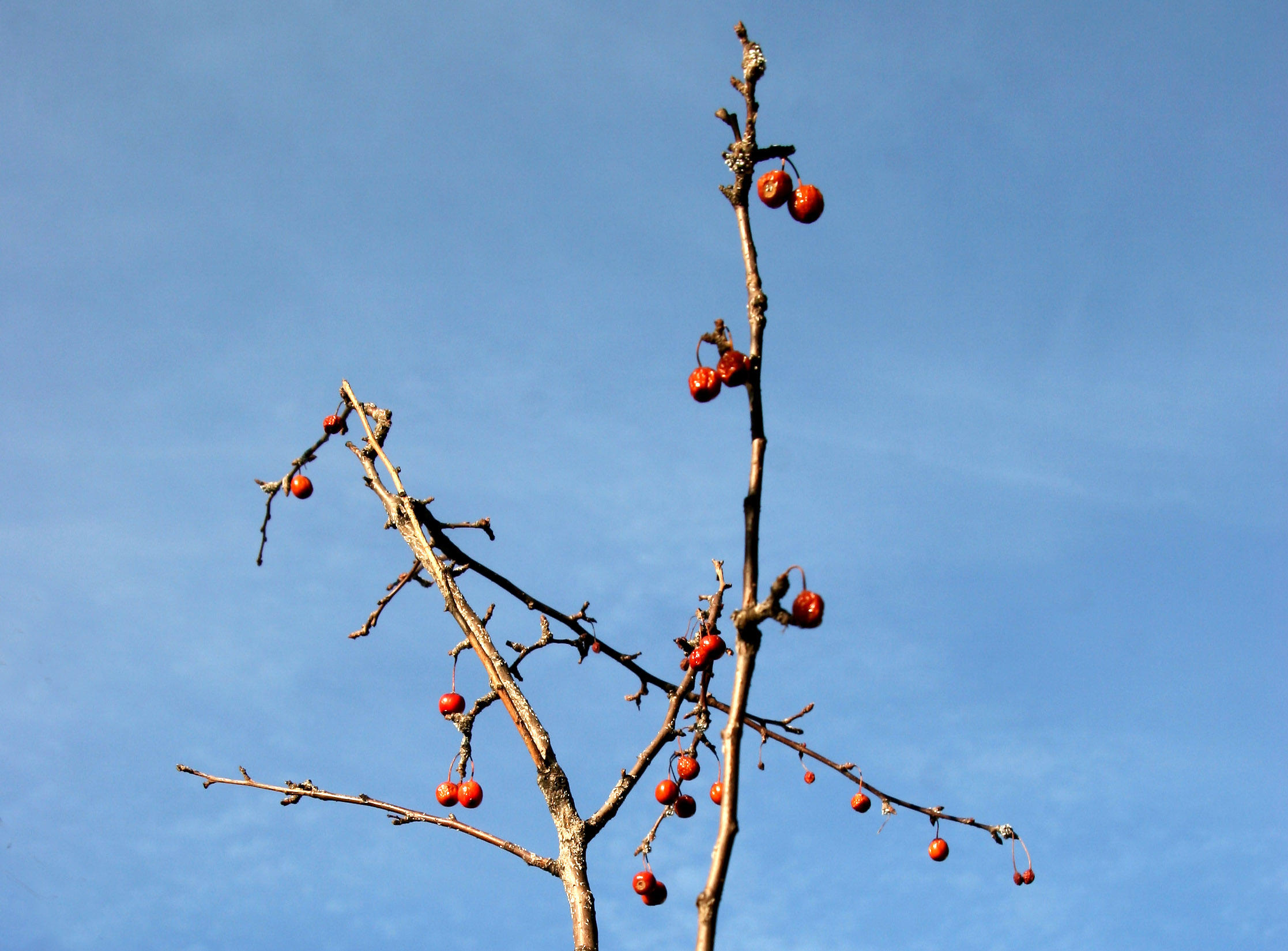 Choke Cherries