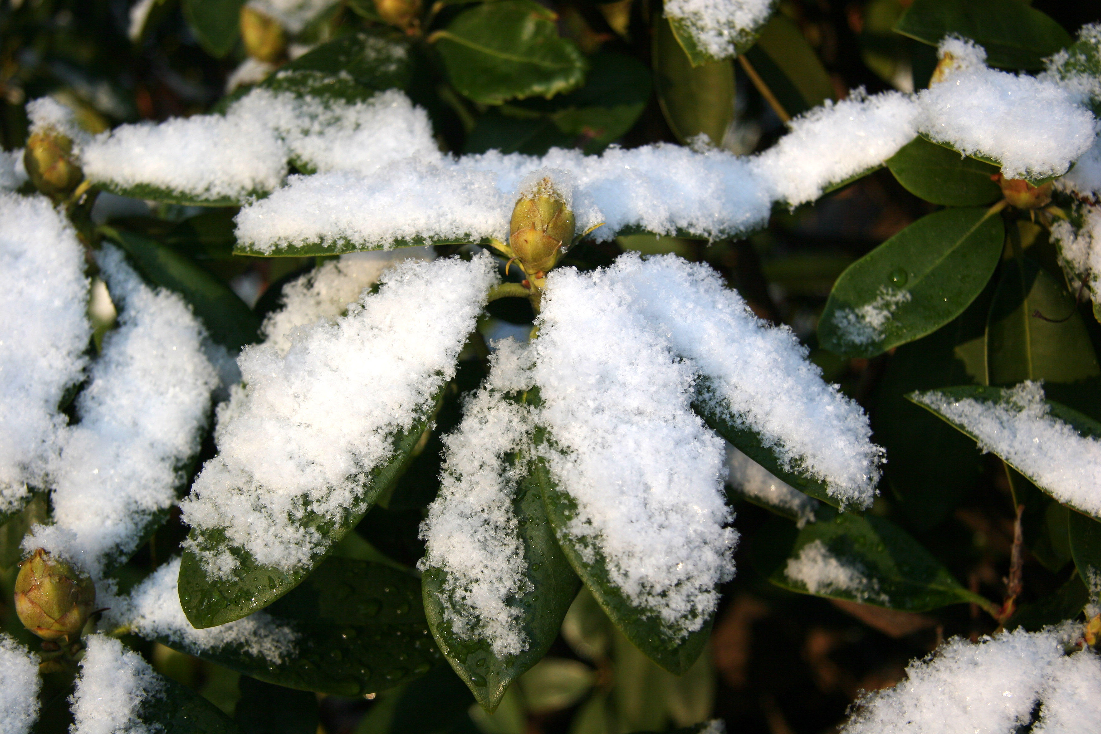 First Snow of the Season - Rhododendron