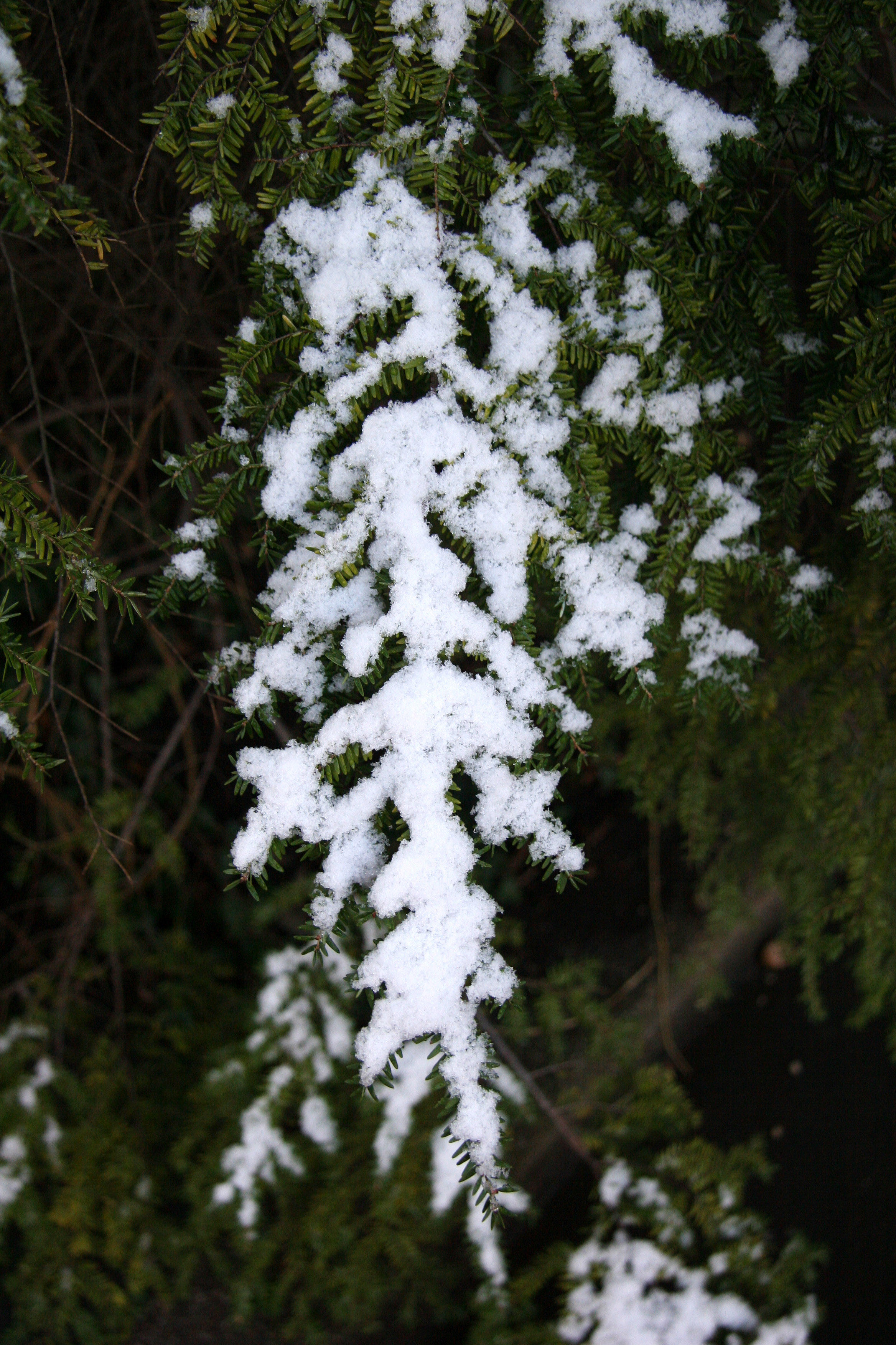 First Snow of the Season on Fir Bough