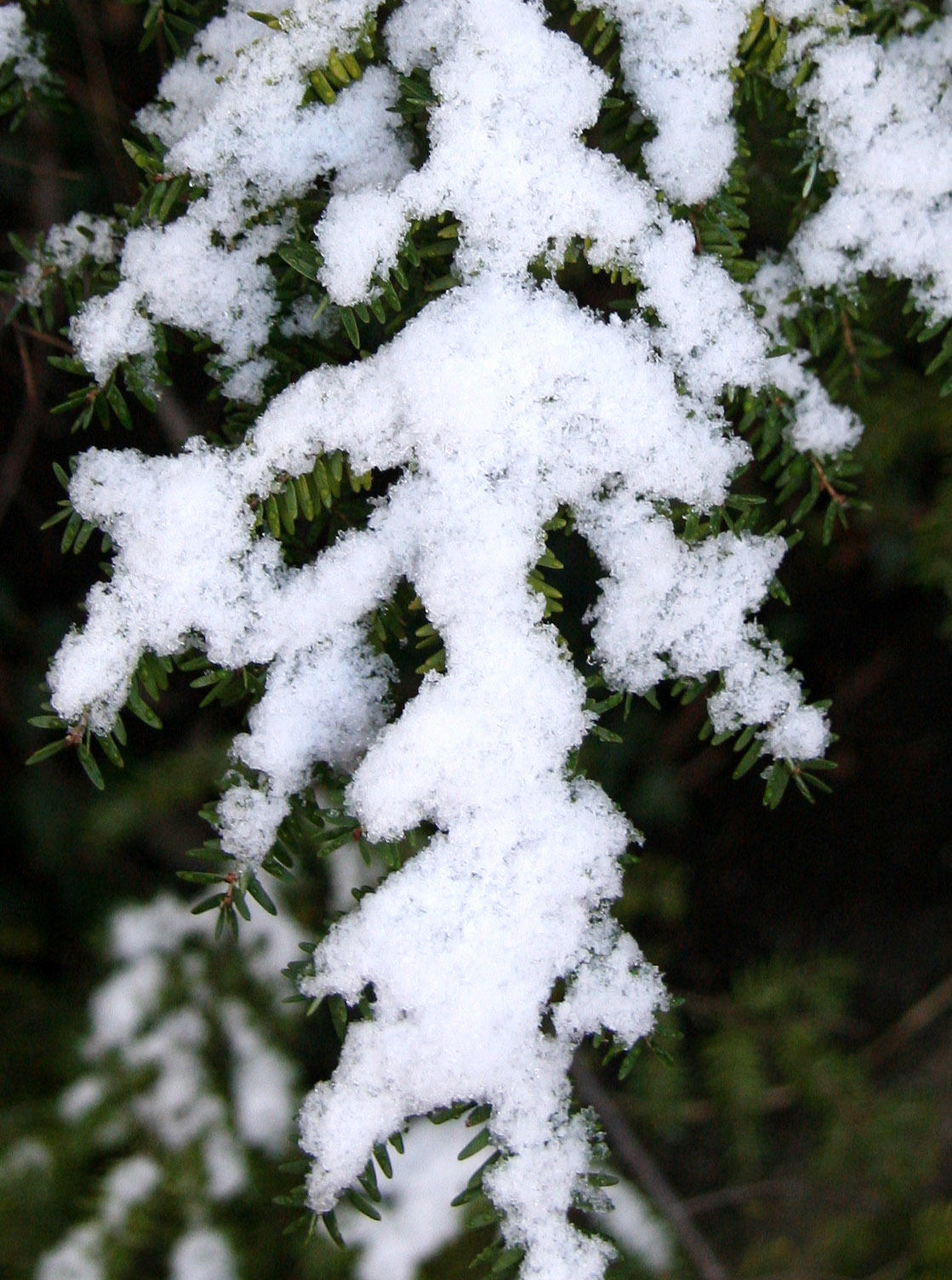 First Snow of the Season - A Balinese Snow Dancer
