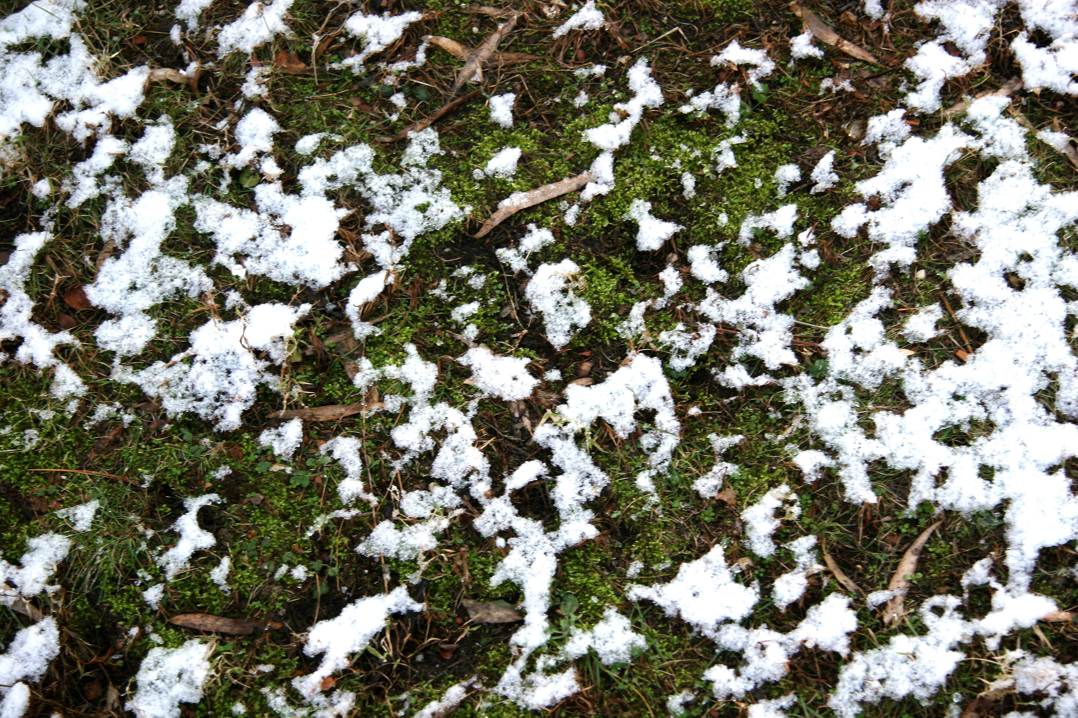 First Snow of the Season on Moss & Grass
