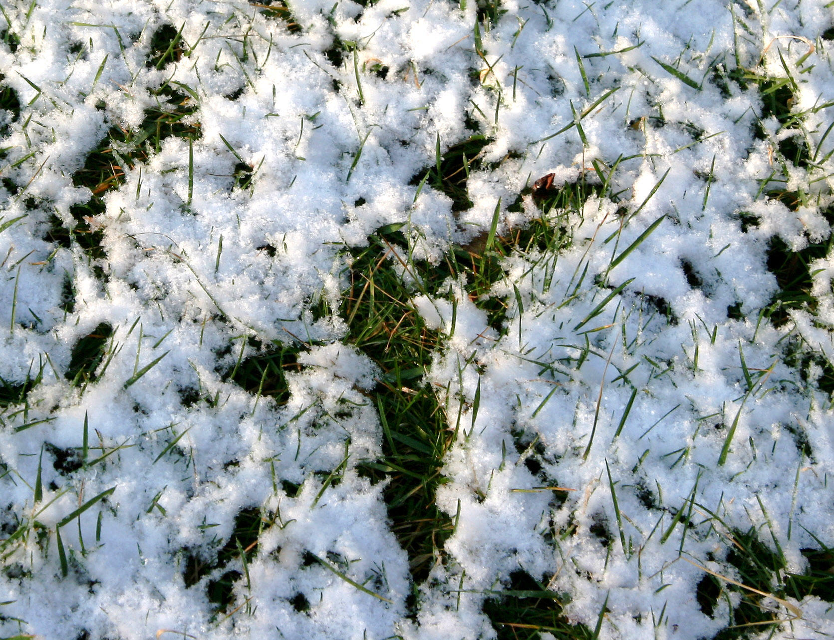 First Snow of the Season on Grass
