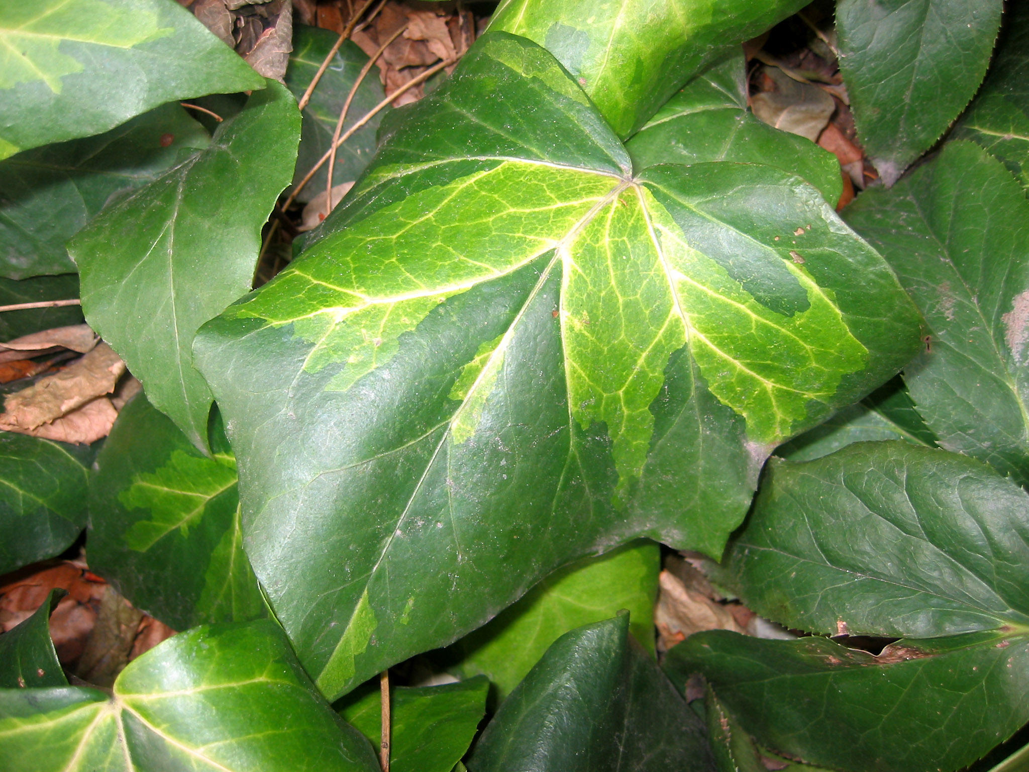 Unknown Ground Cover Plant