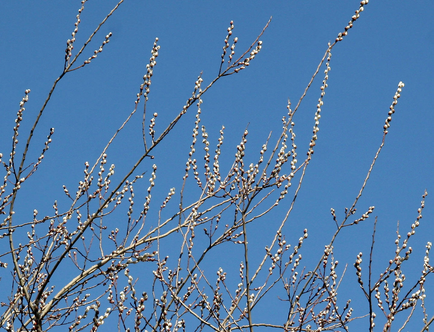 March Pussy Willow Tree Buds
