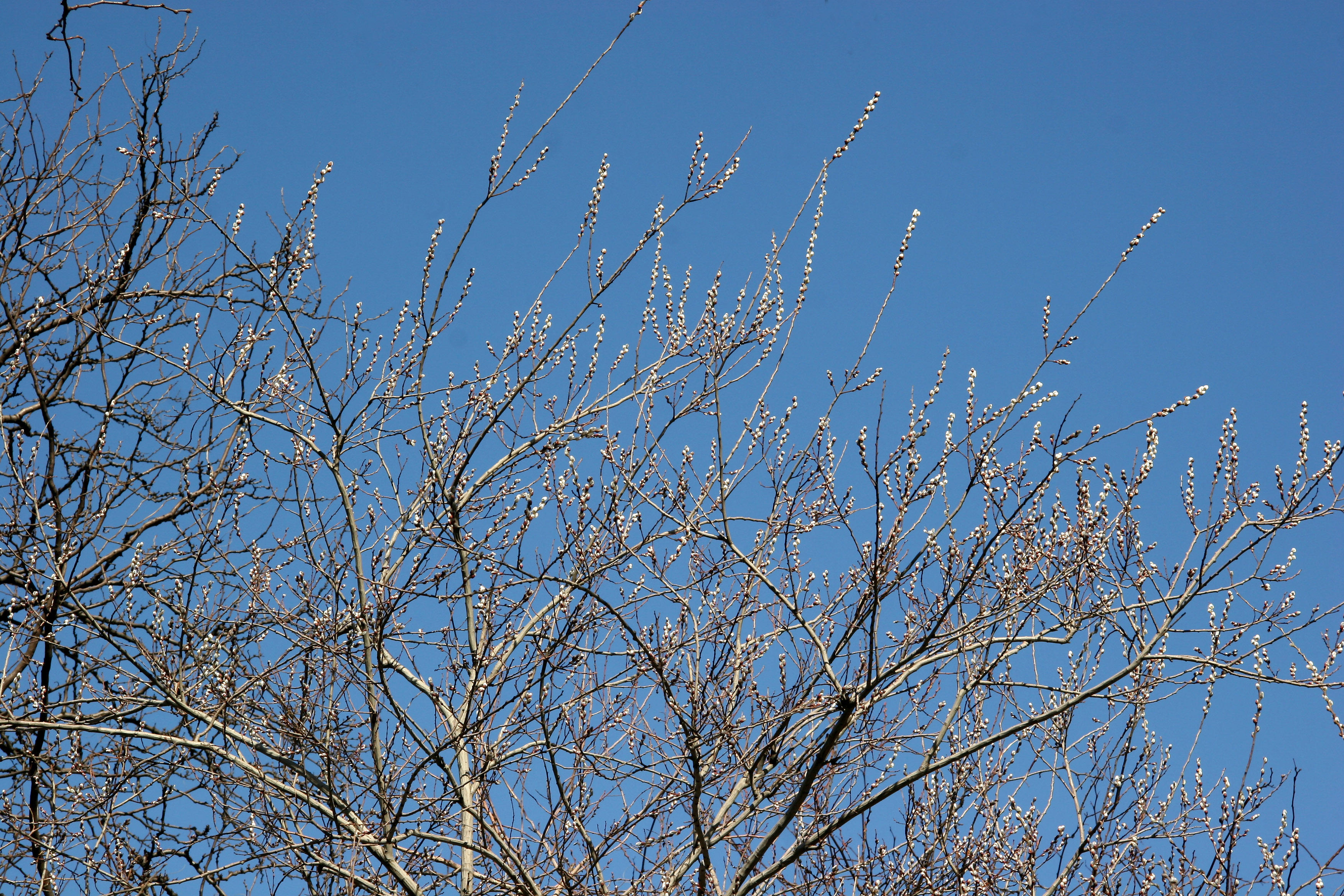 March Pussy Willow Tree Buds