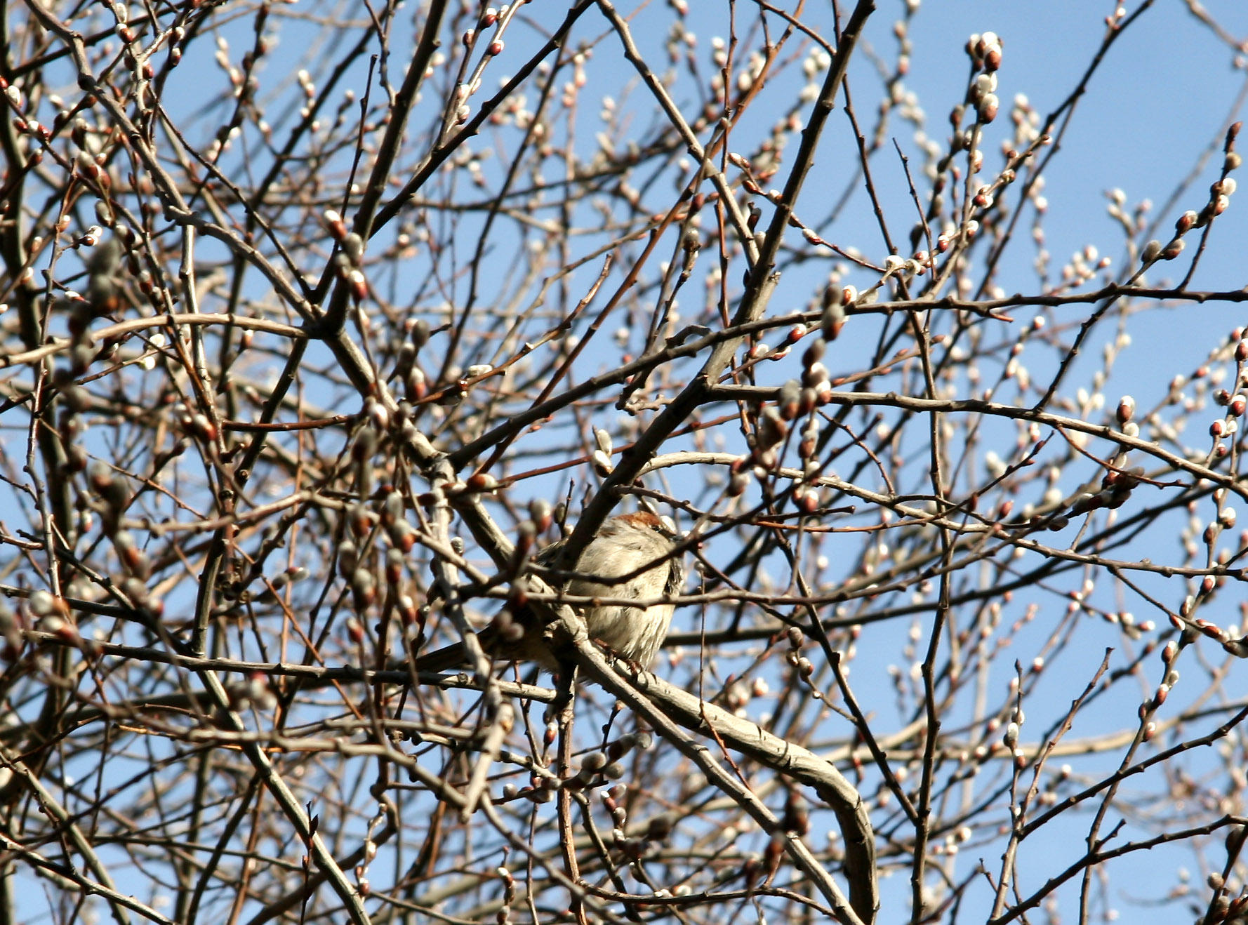 Sparrow in a Pussy Willow Tree