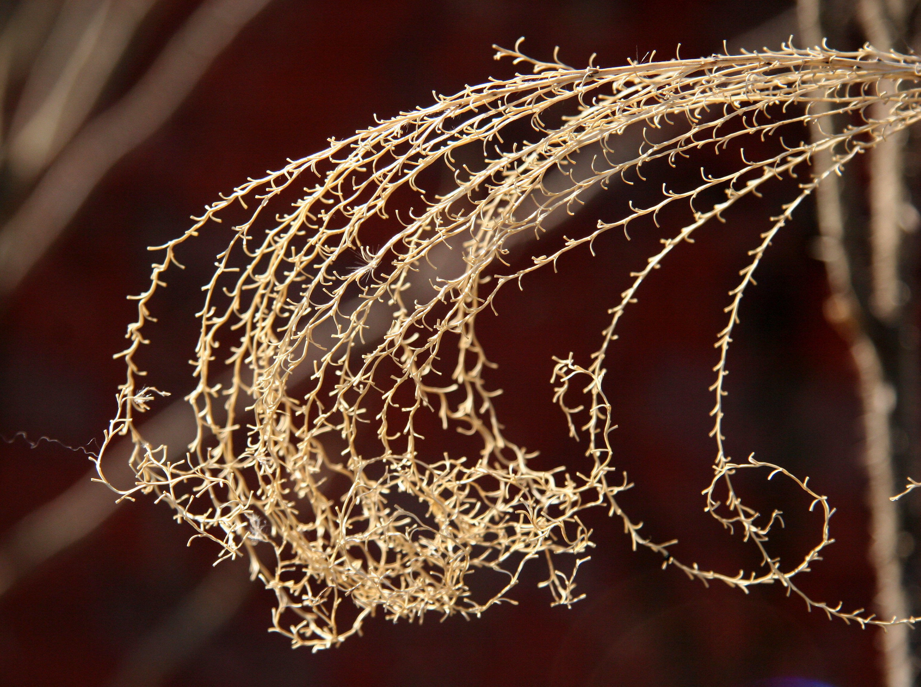 Pampas Grass Frond