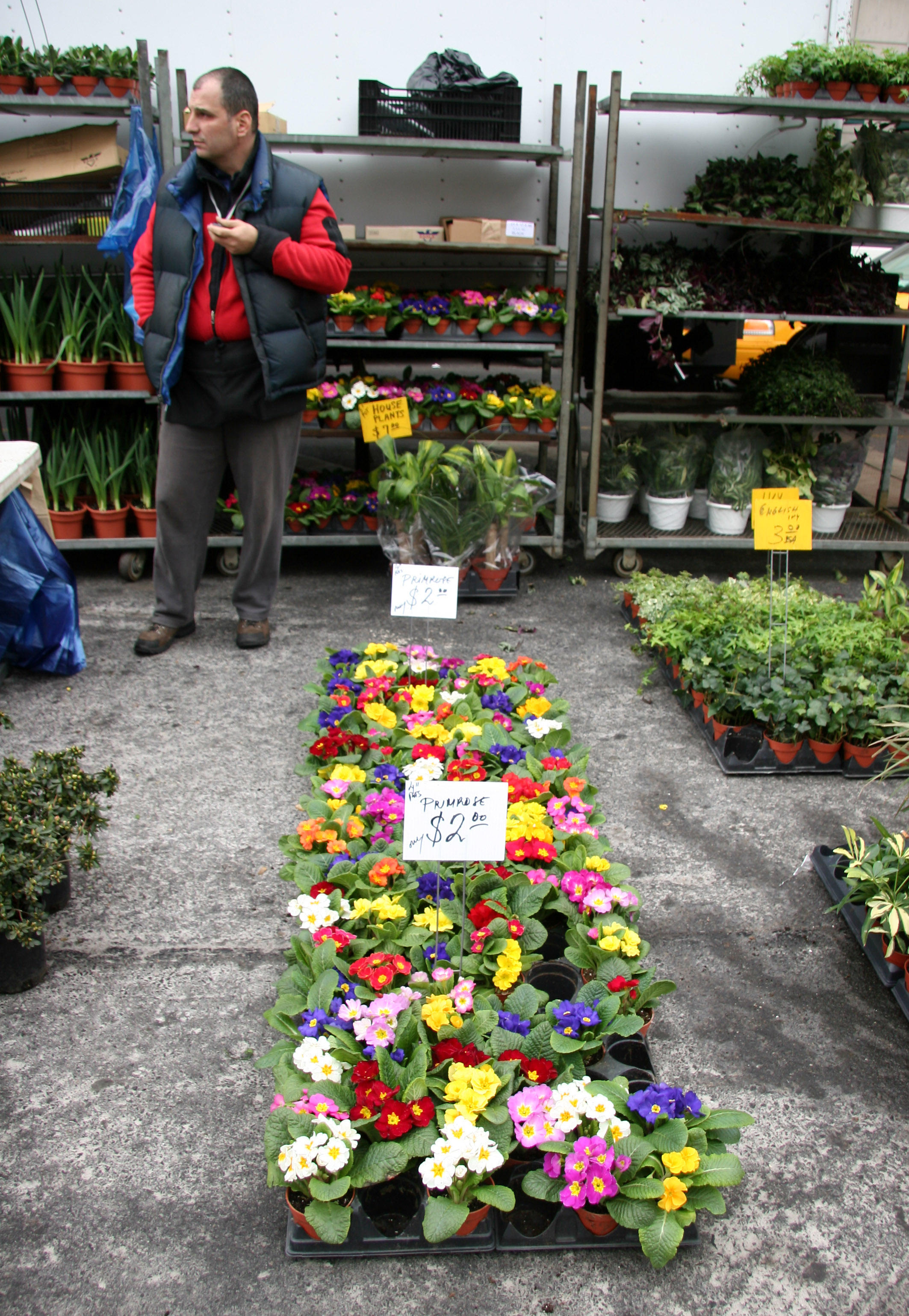 Primroses