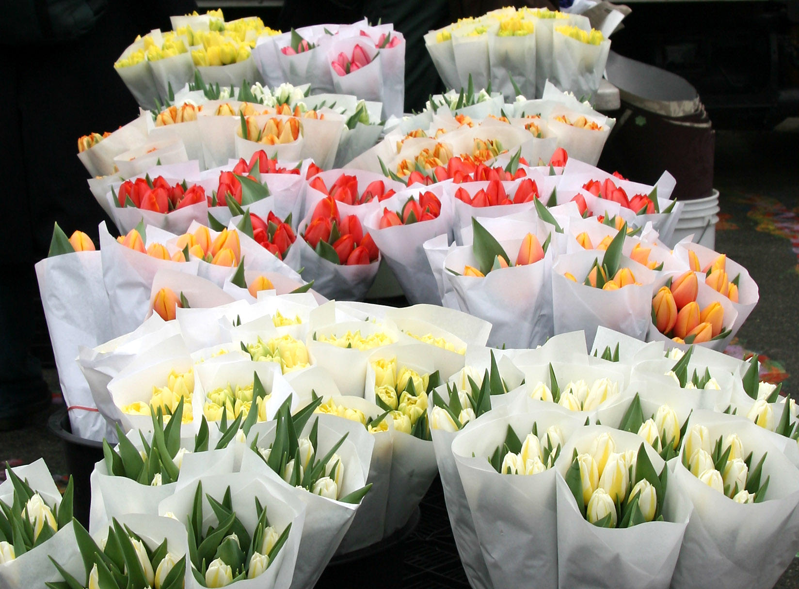 Tulips