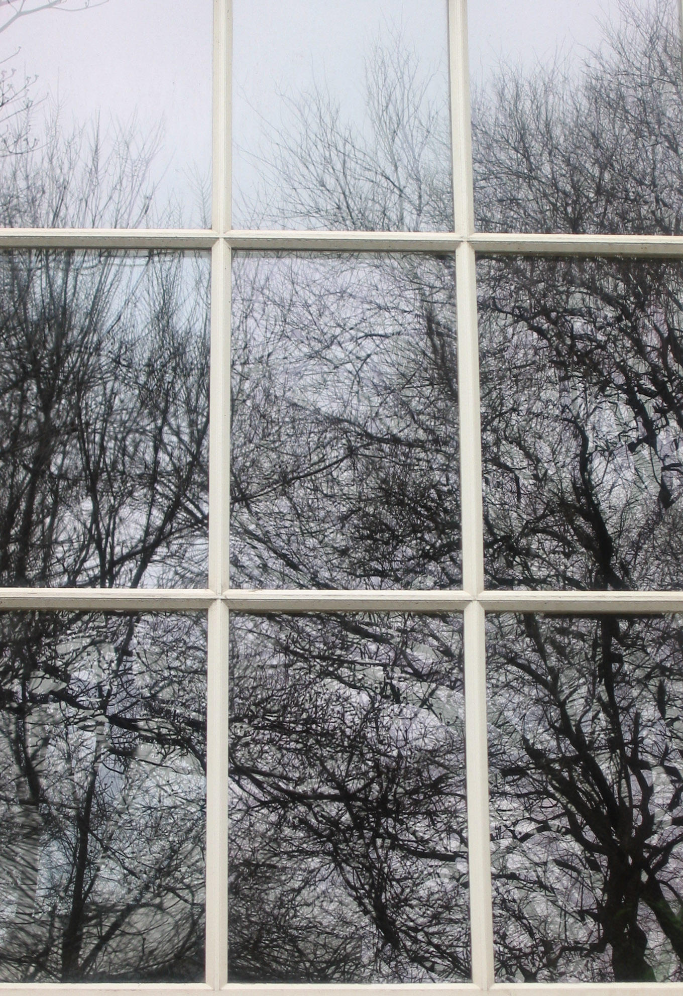 Trees Reflection - Friends Seminary Window K-12