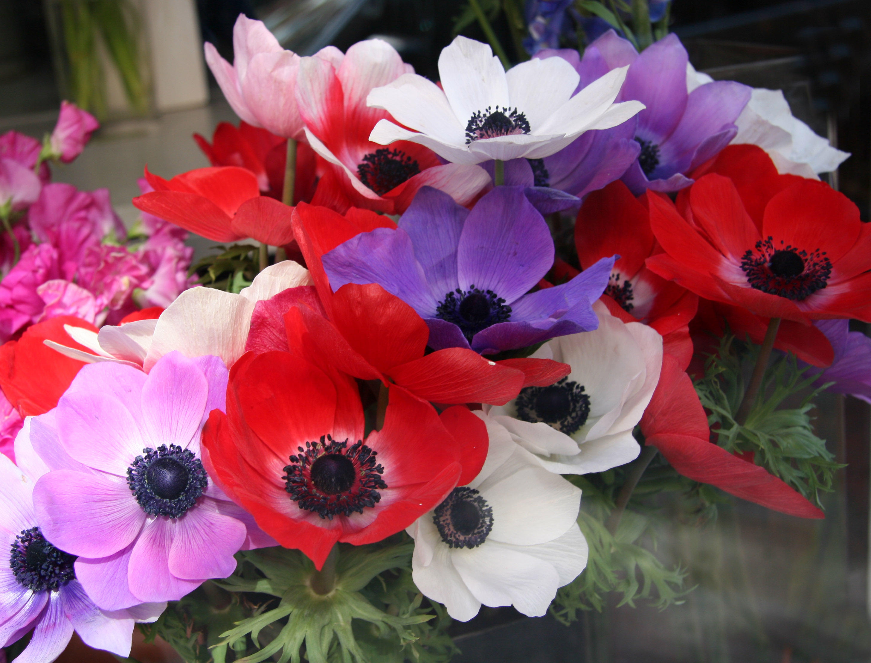 Anenomes - VSF Flowers Window