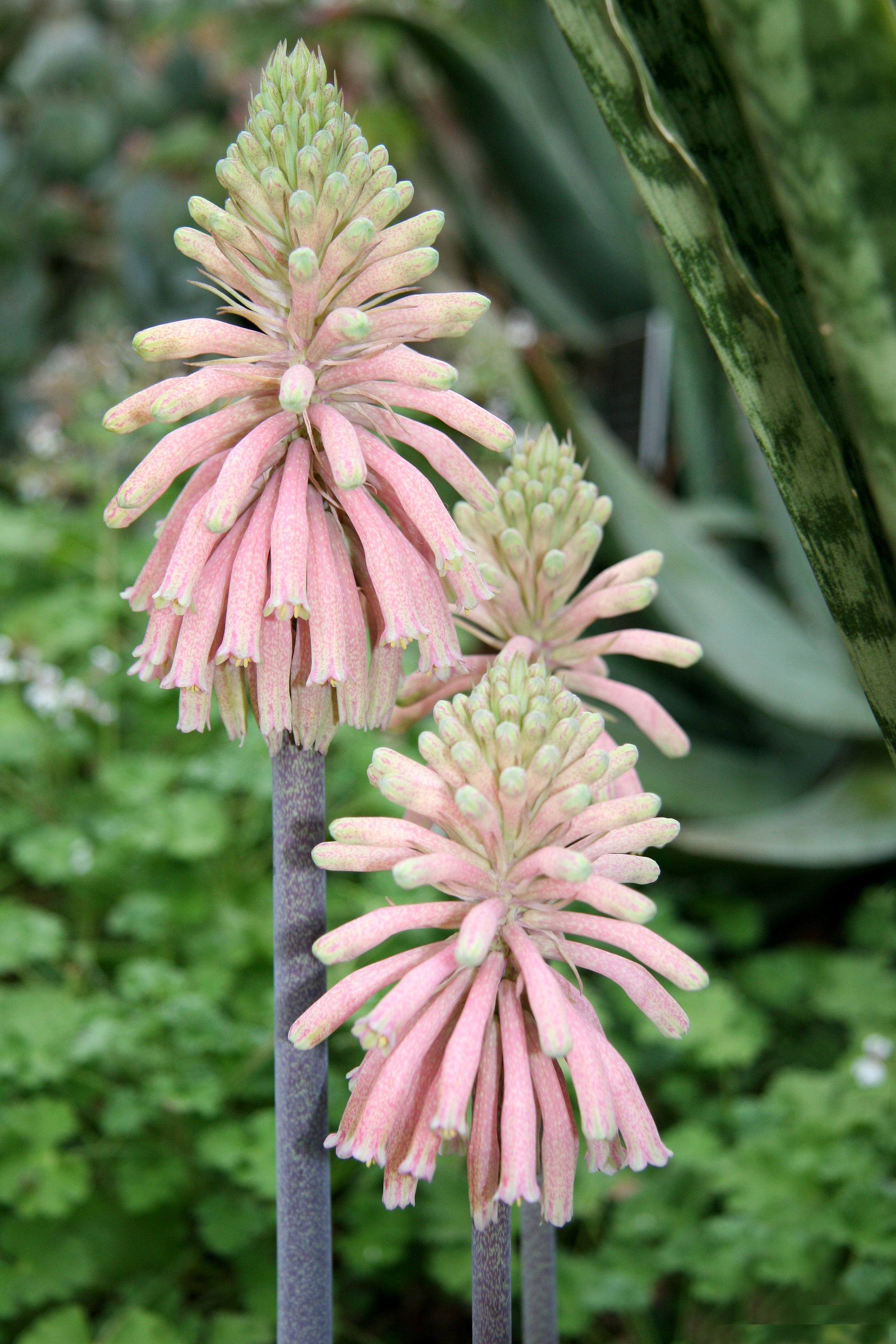 Kniphofia - Torch or Red Hot Poker Flower