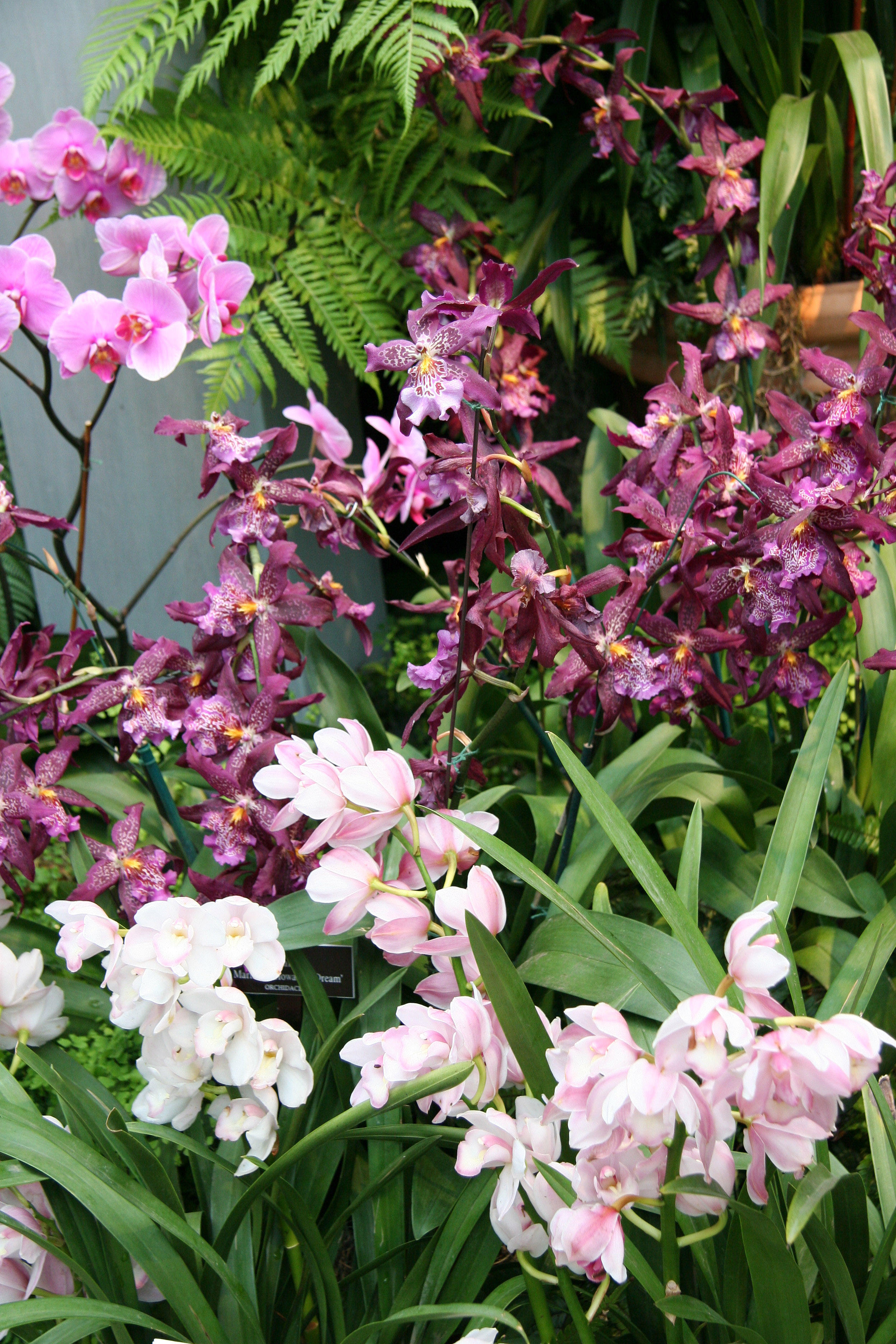 Orchid Show