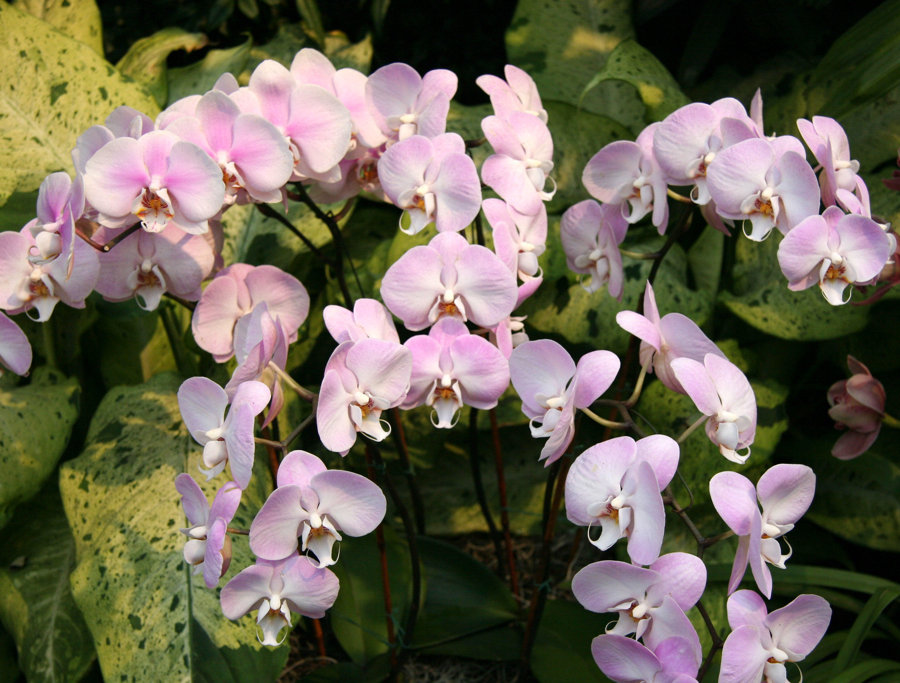 Orchid Show