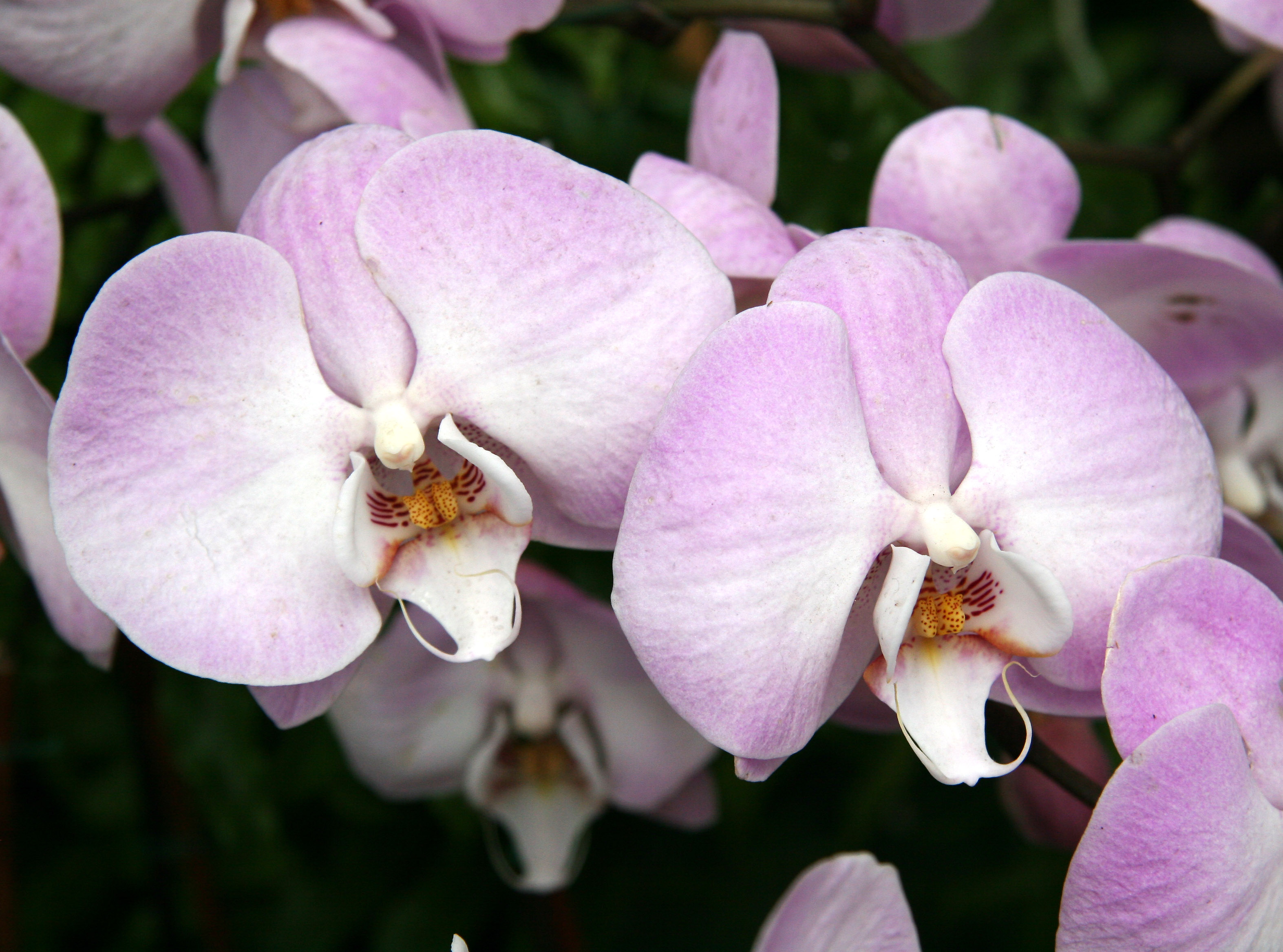 Orchid Show