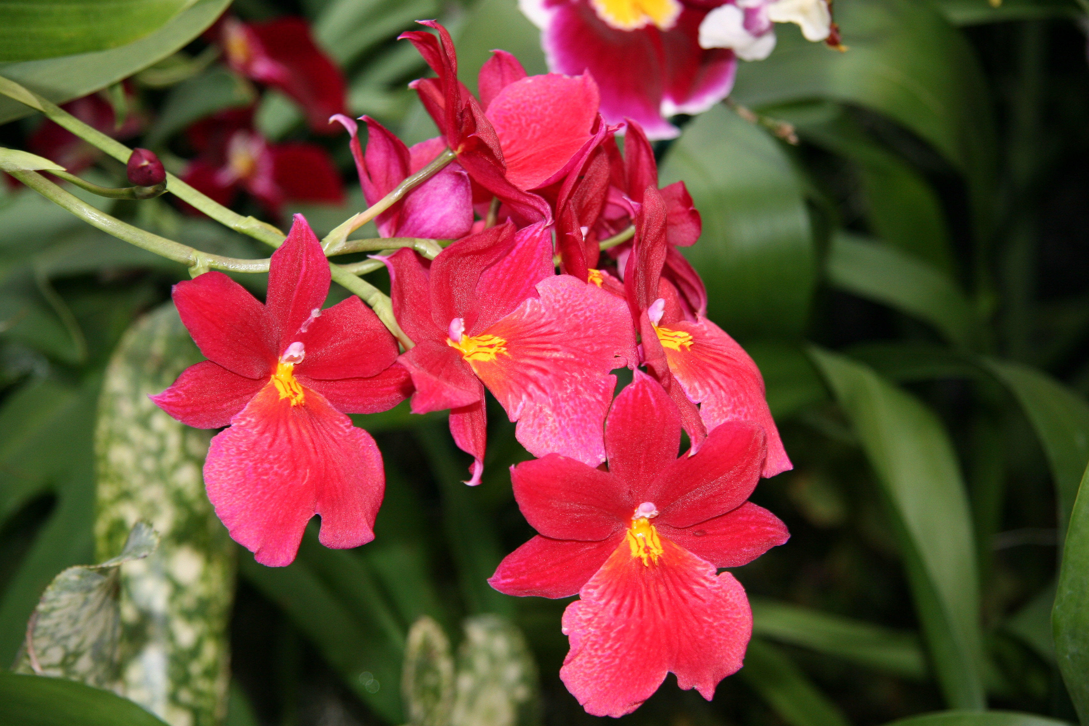 Orchid Show