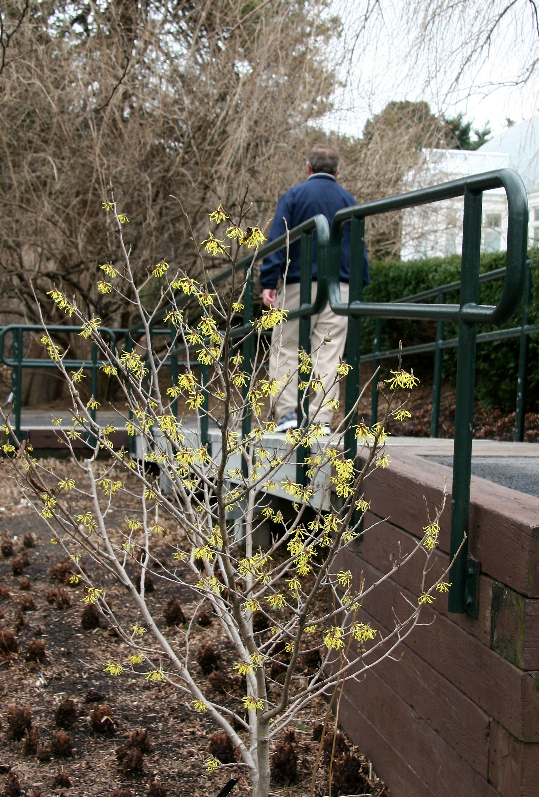 Witch Hazel Bush Blossoms