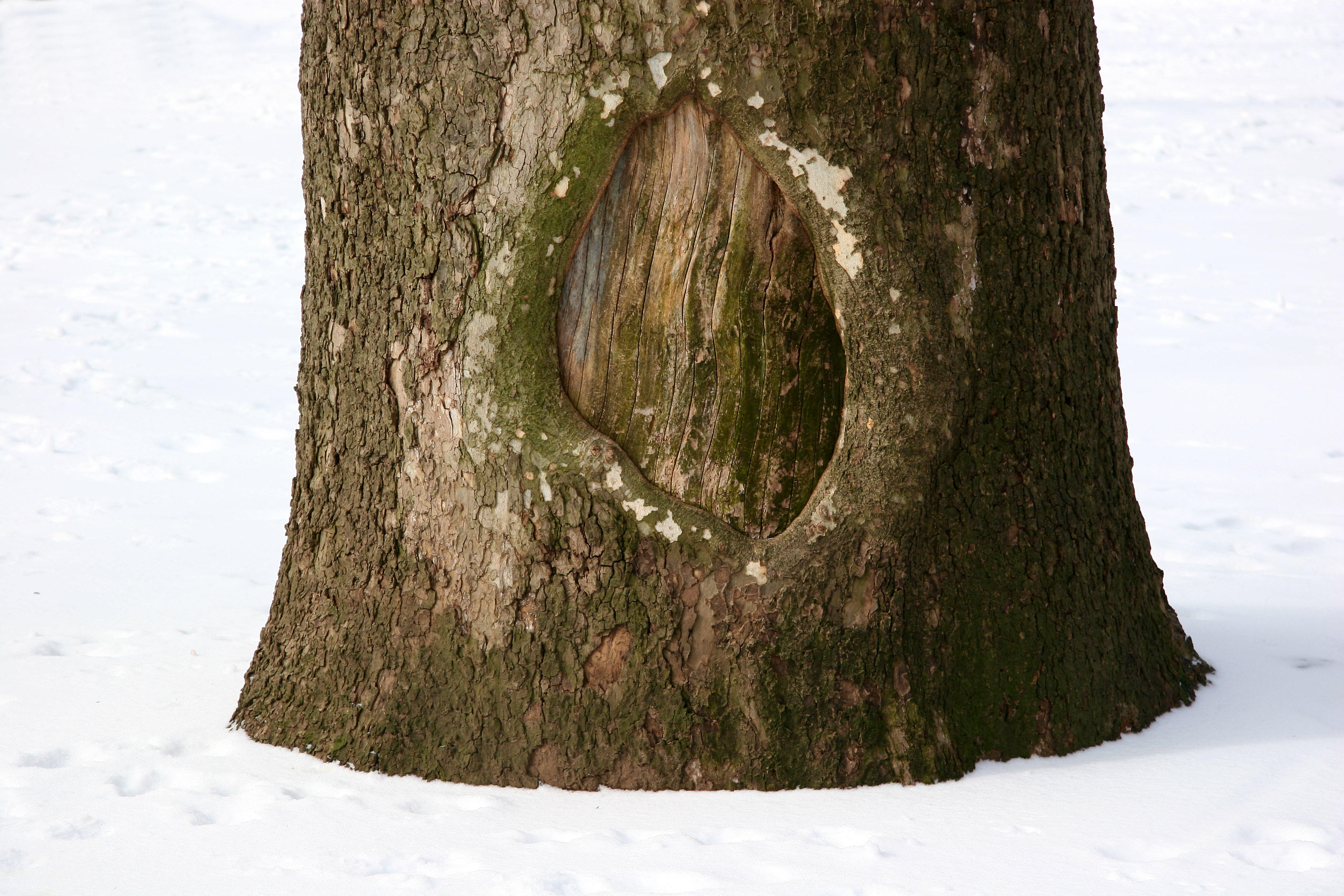 Sycamore Tree Trunk