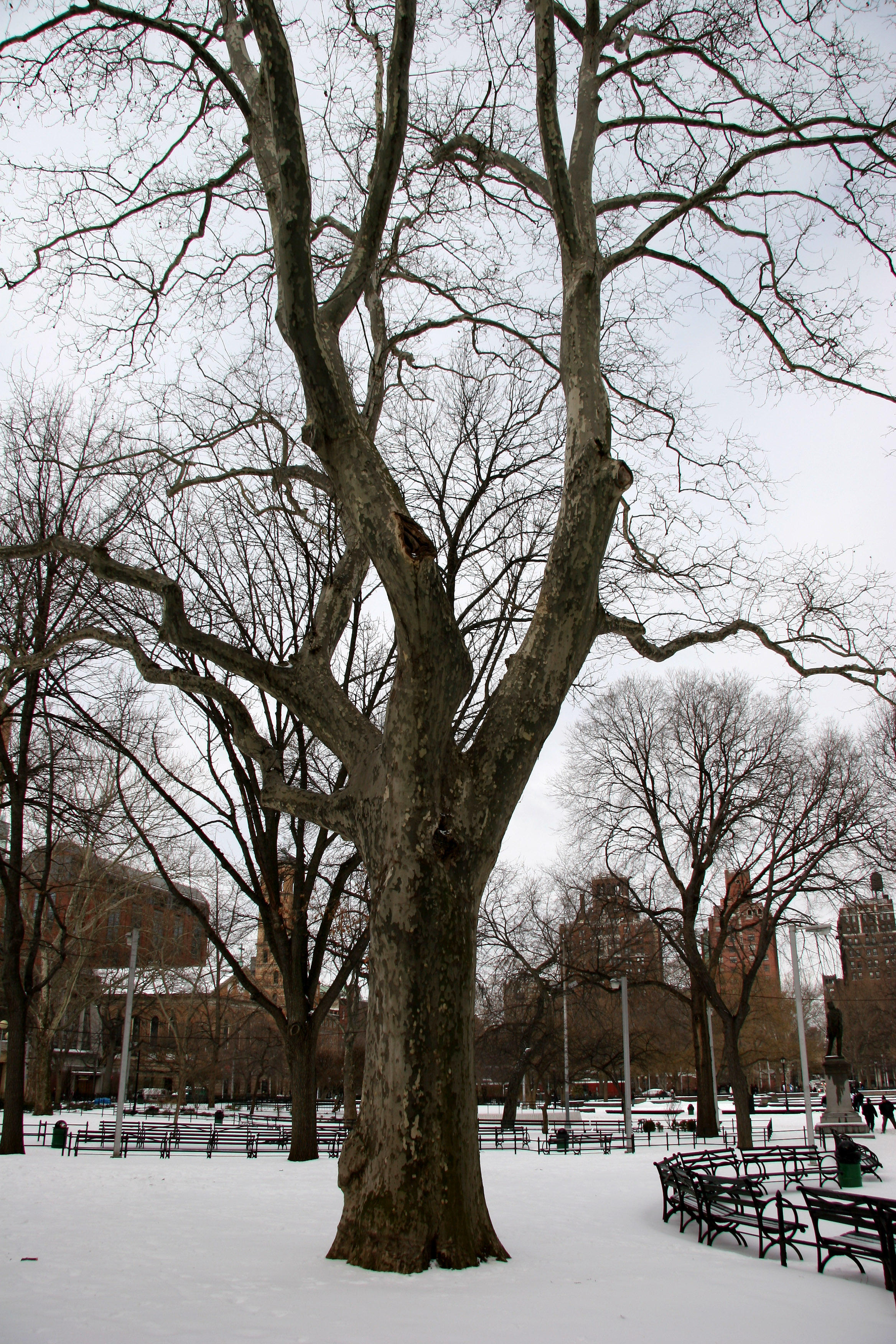 Sycamore Tree