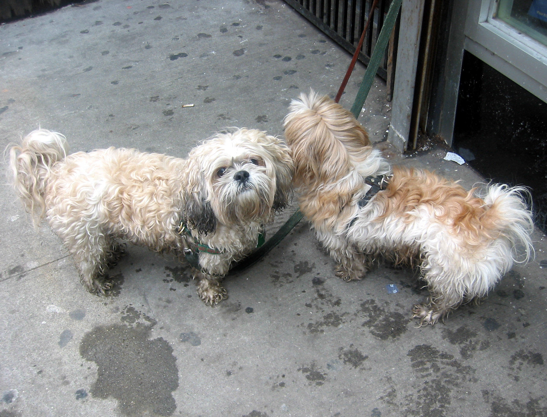 Two Wet Dogs