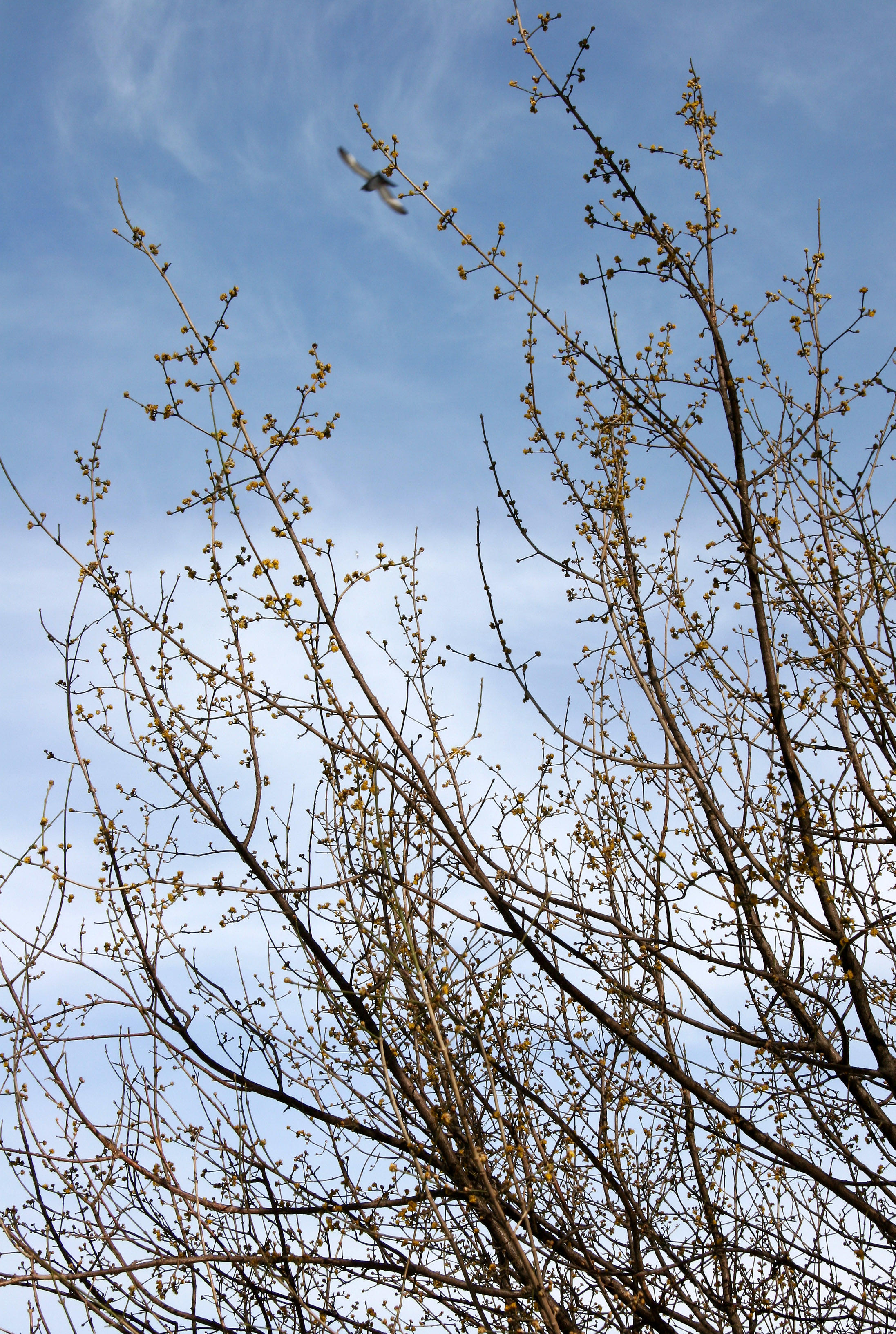 Cornus Dogwood Blossom Buds