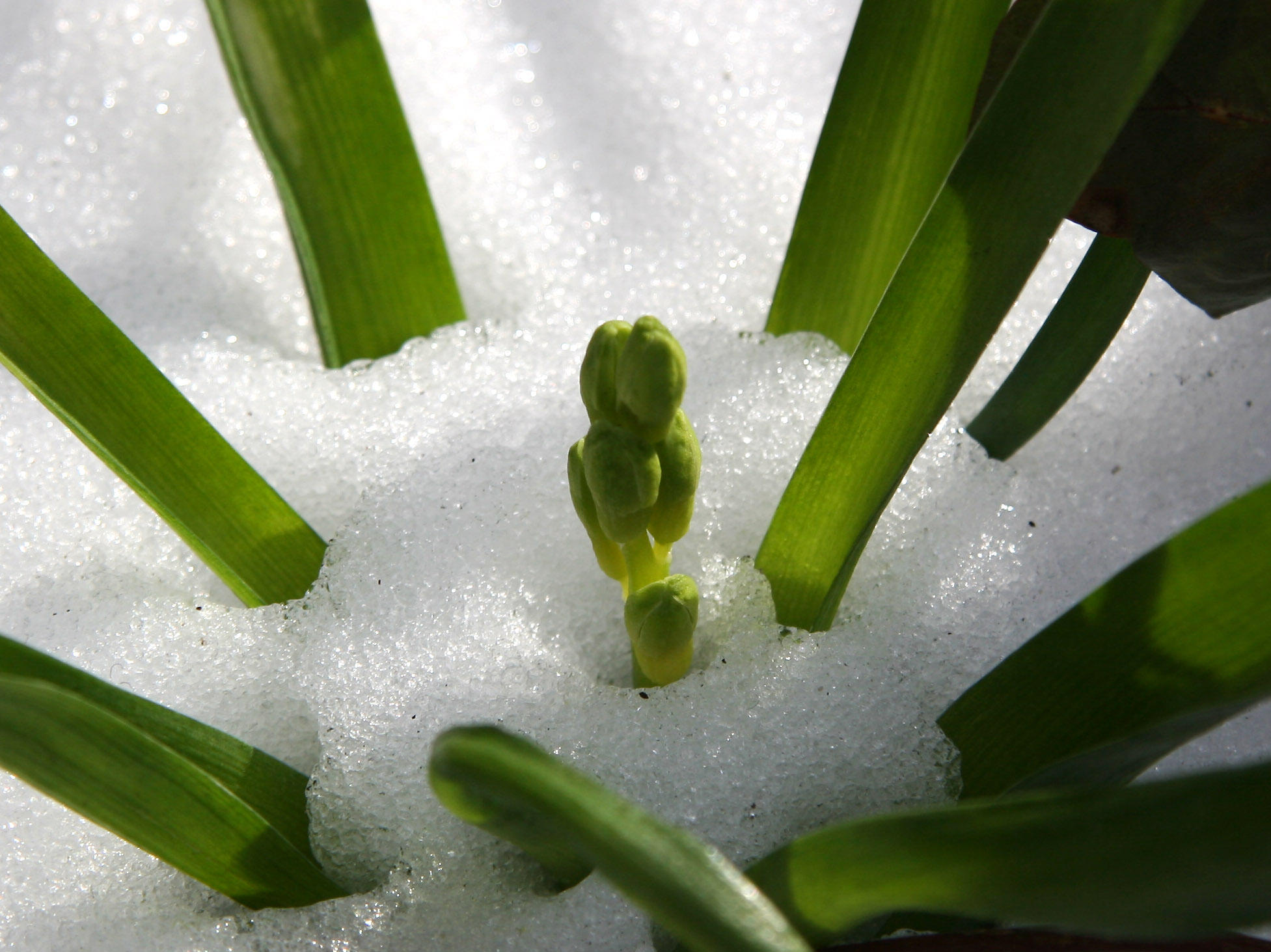 Hyacinth Bud in the Snow