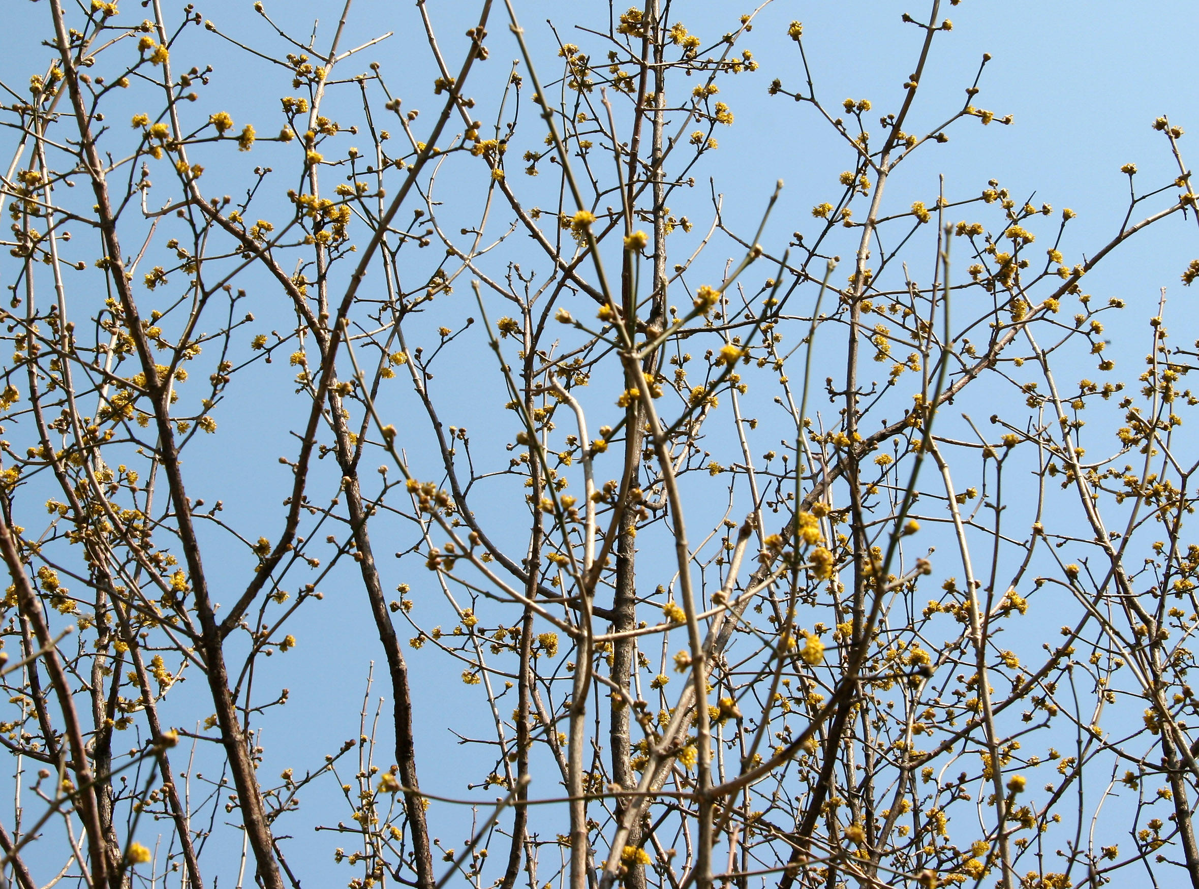 Cornus Dogwood Blossom Buds