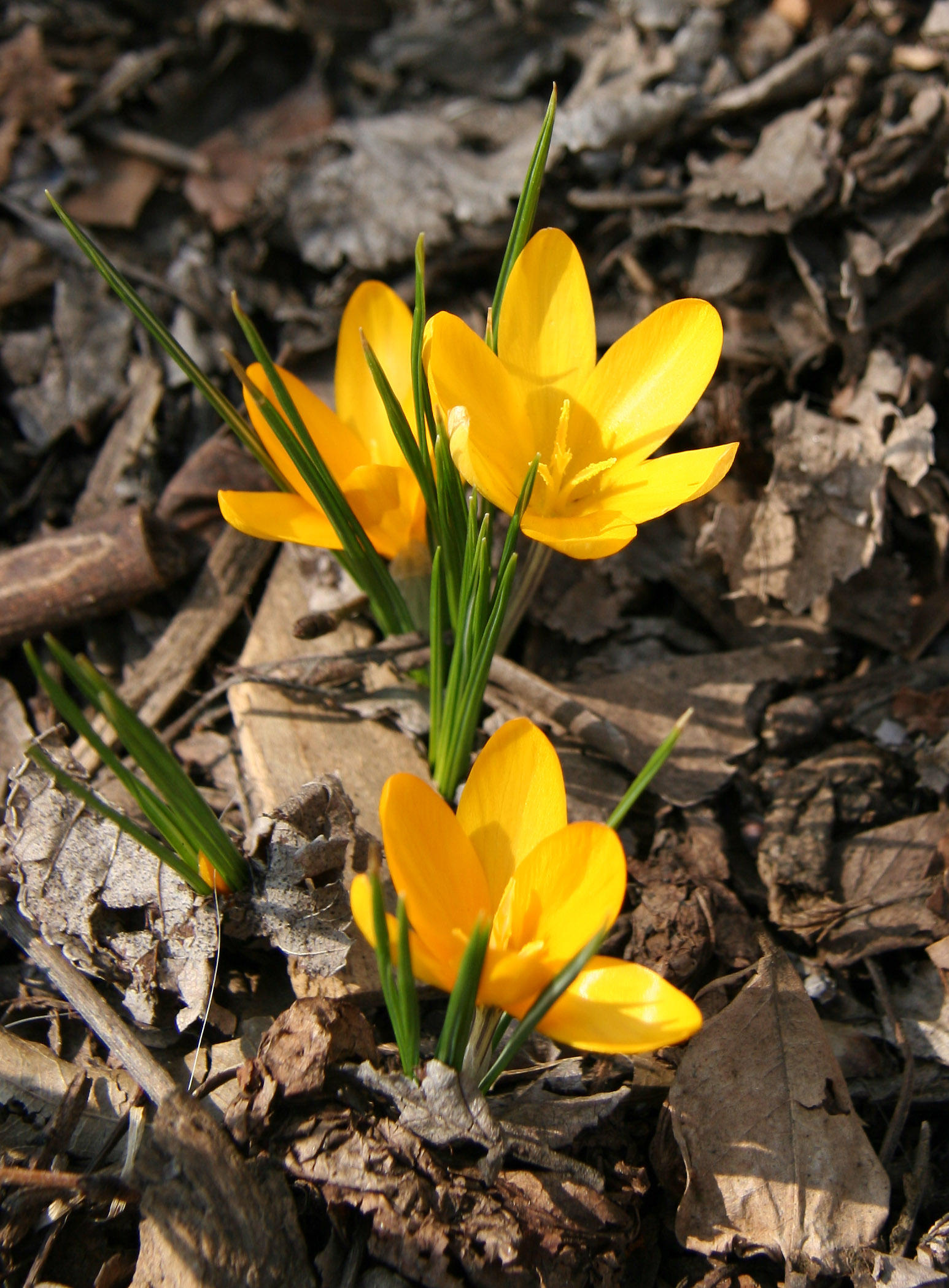 Crocus