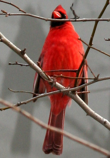 Cardinal in a Hawthorne Tree