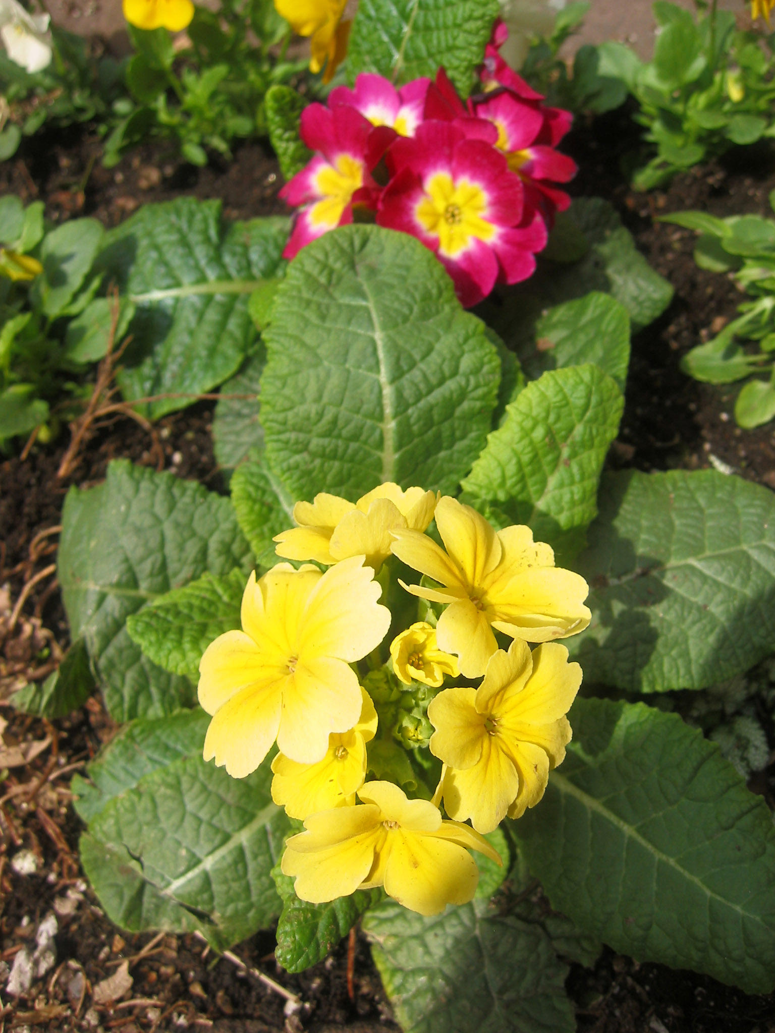 Primroses