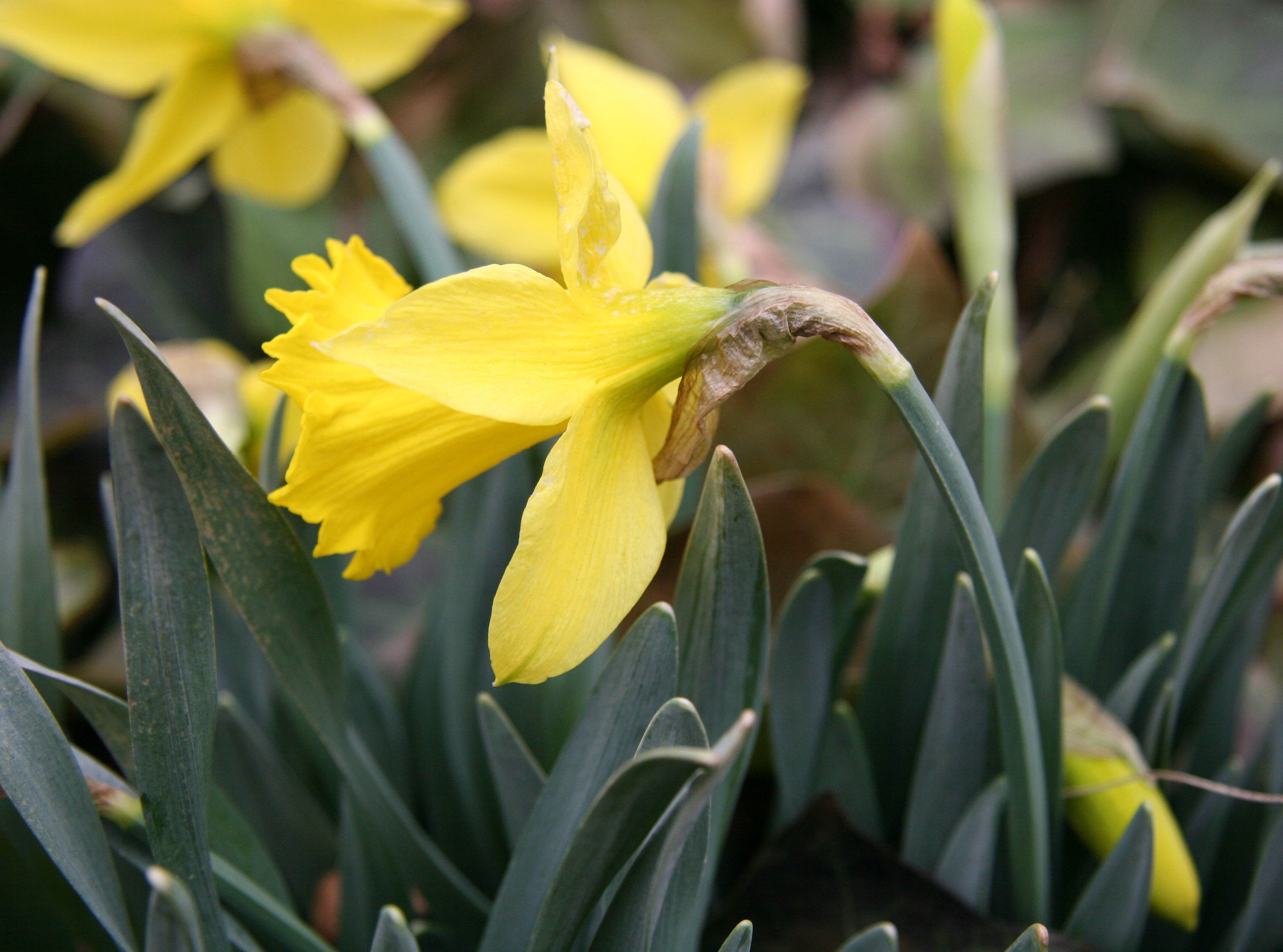 Daffodils