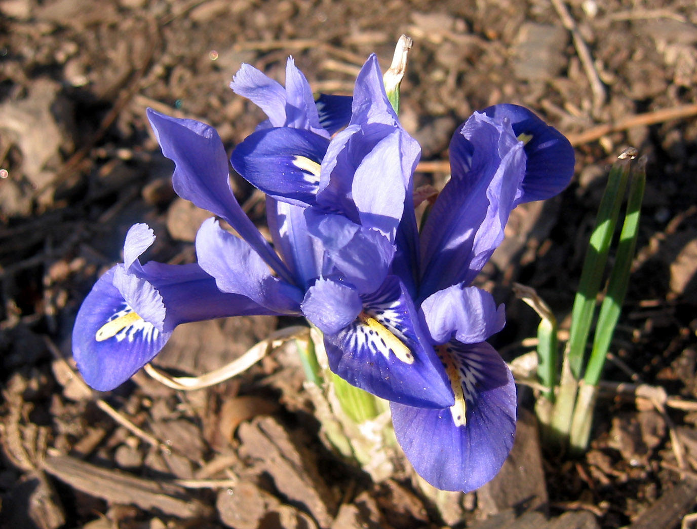 Reticulated Iris