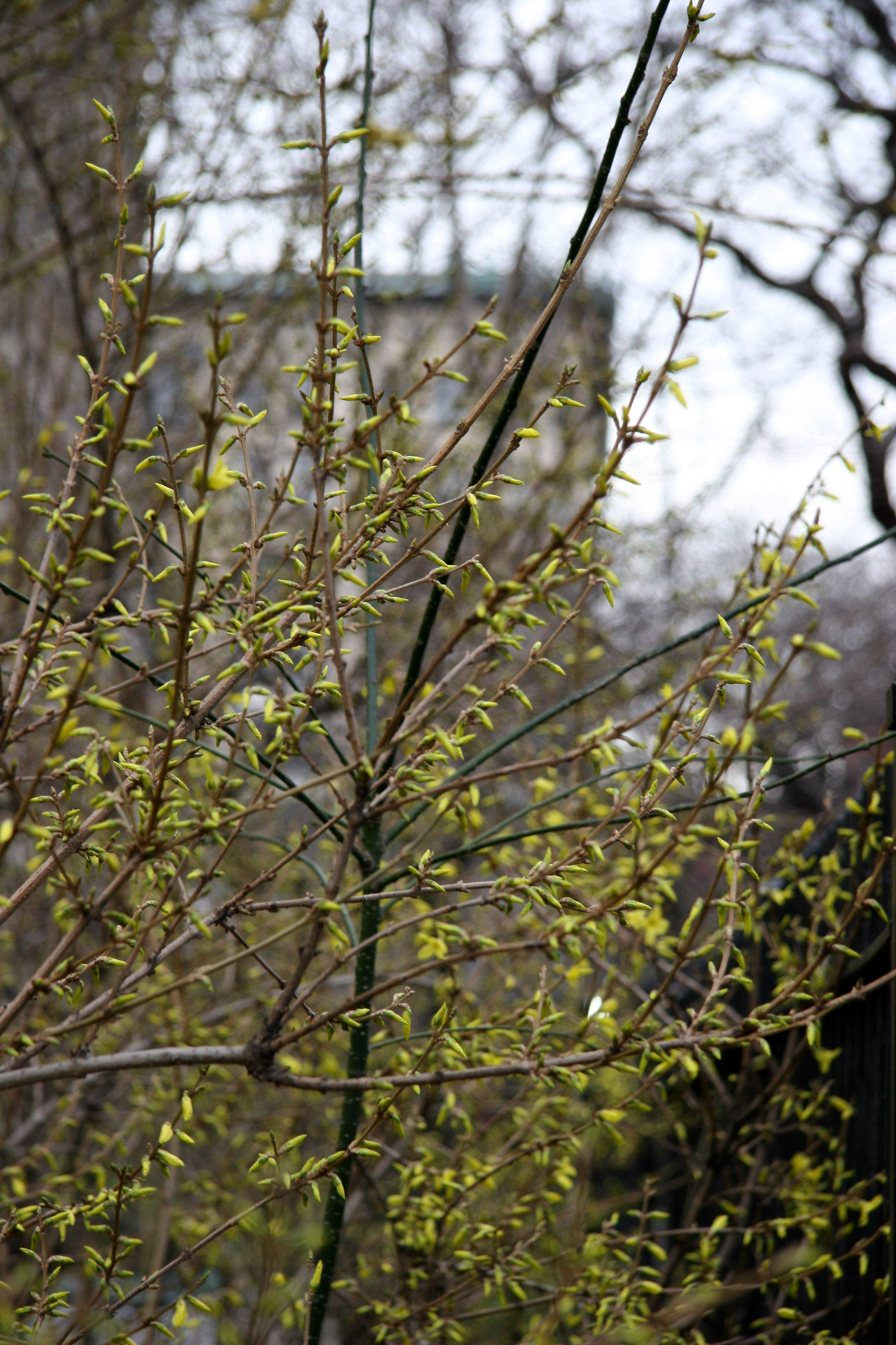 Forsythia