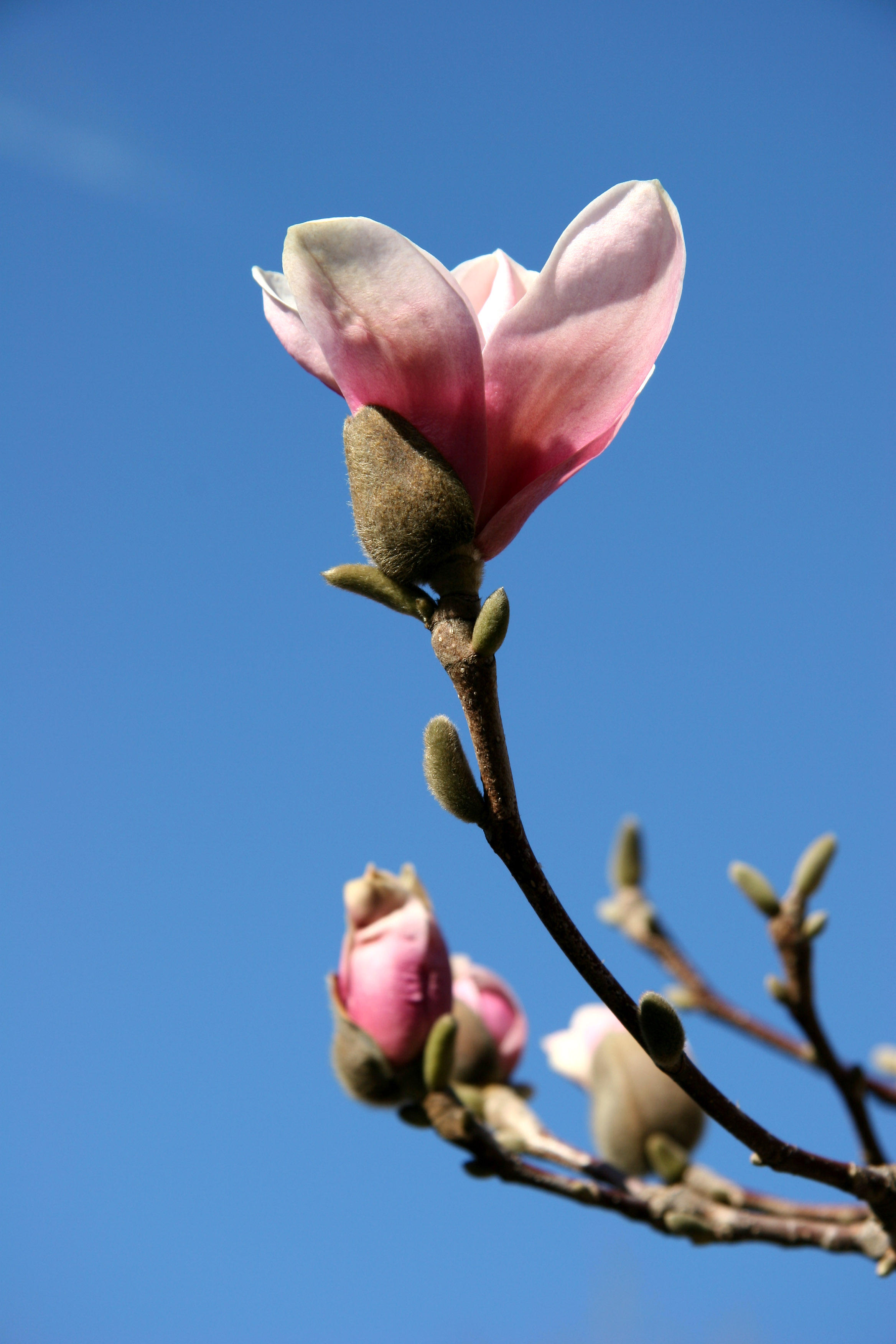 Tulip Tree Budding Blossoms