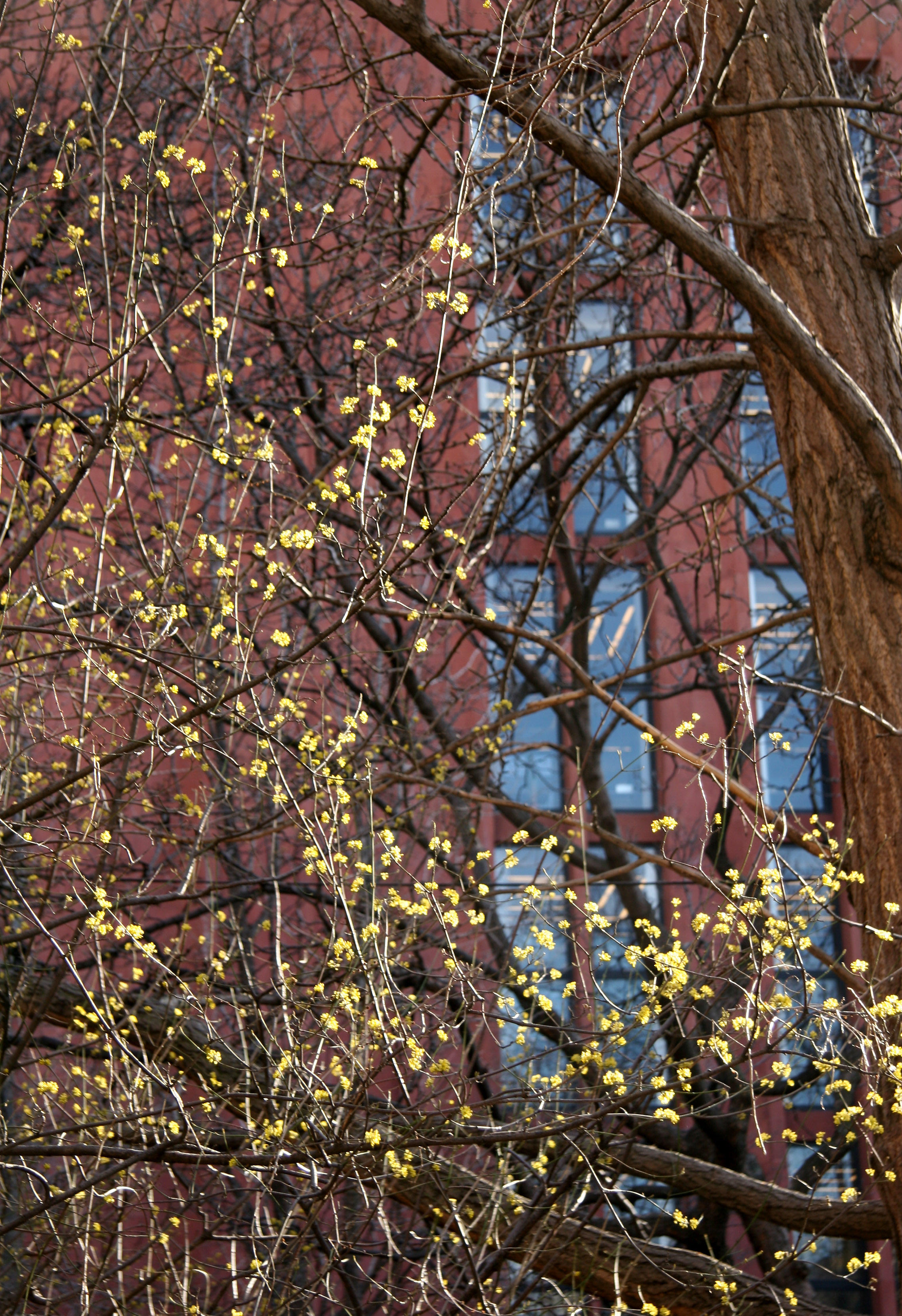 Cornus Cherry Dogwood