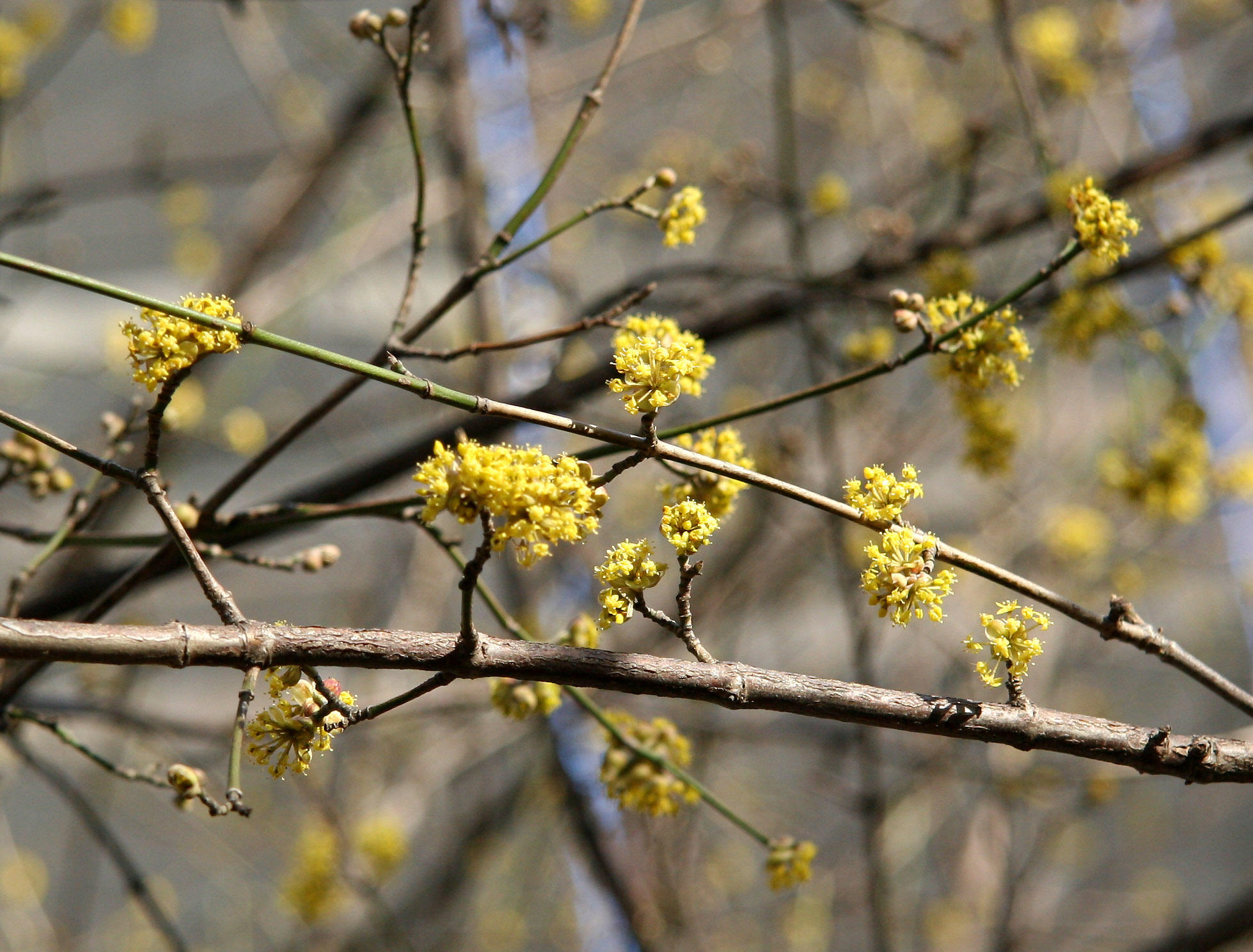 Cornus Cherry Dogwood