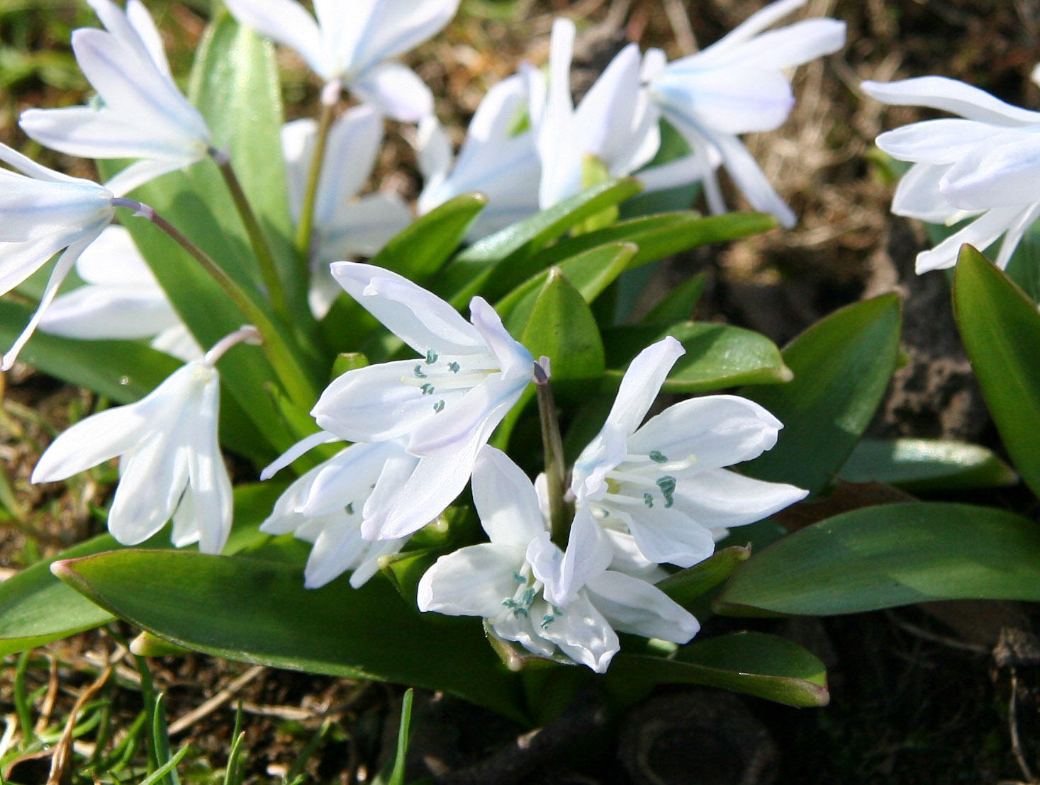 Squill