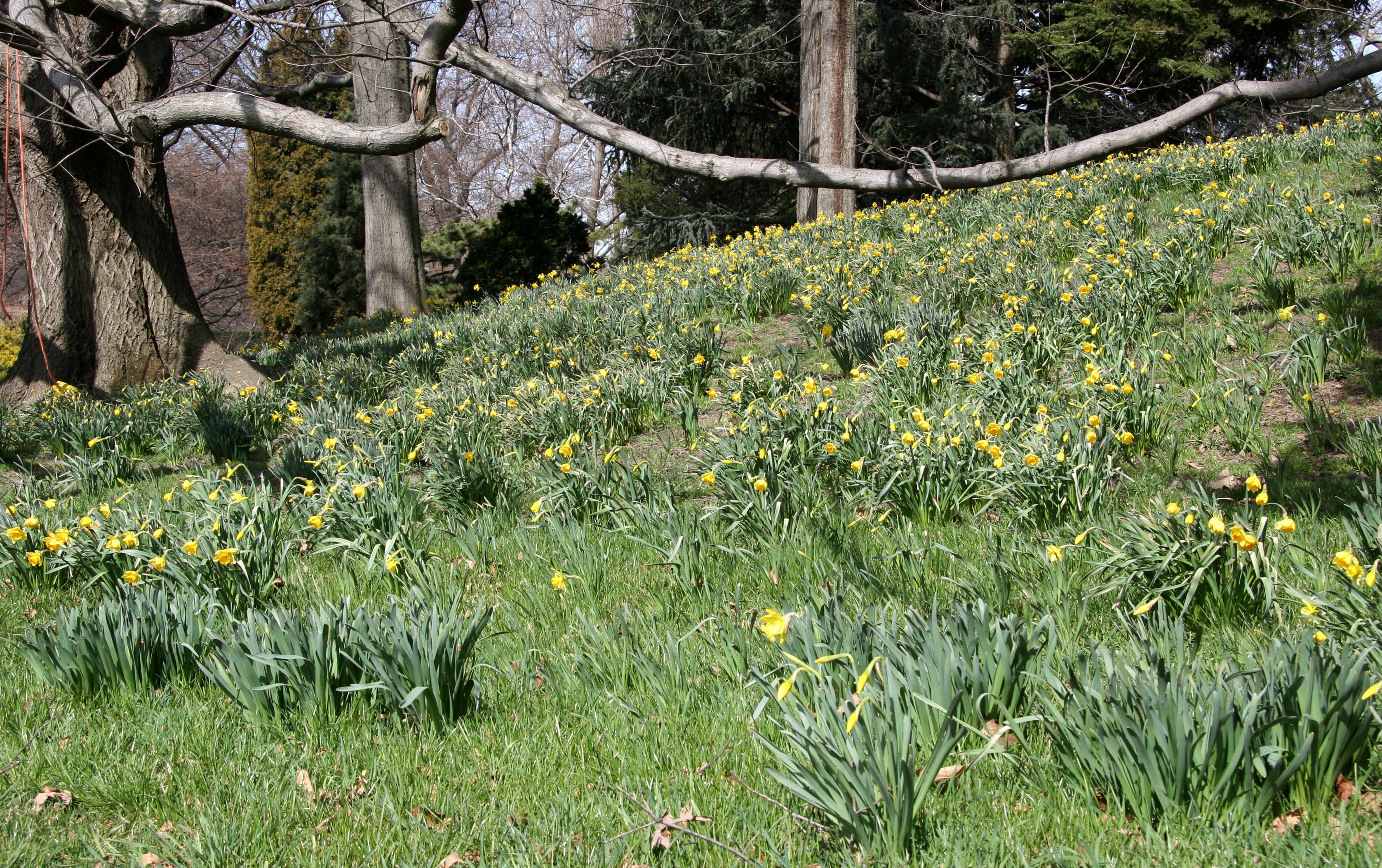 Daffodil Hill