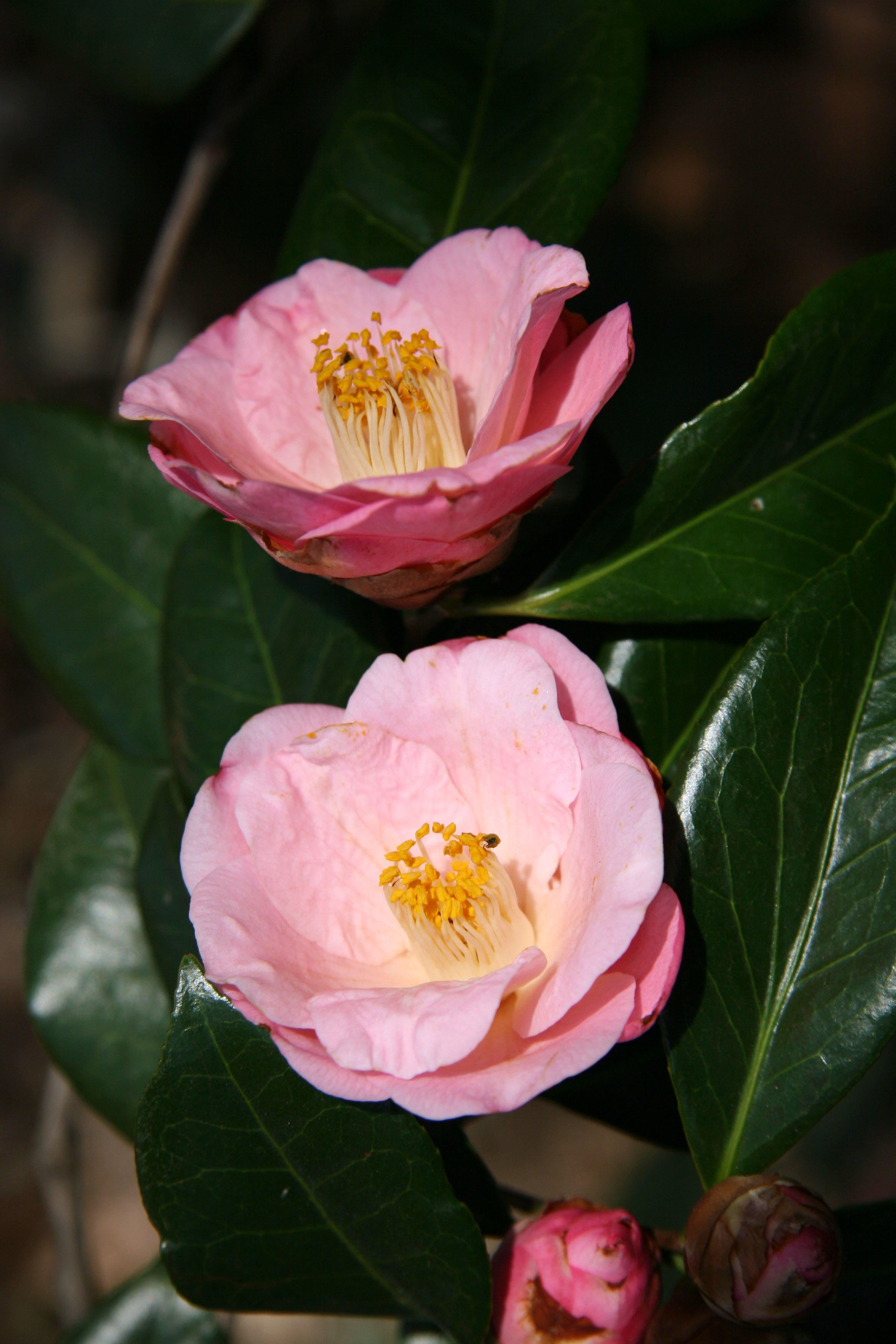 Camellia