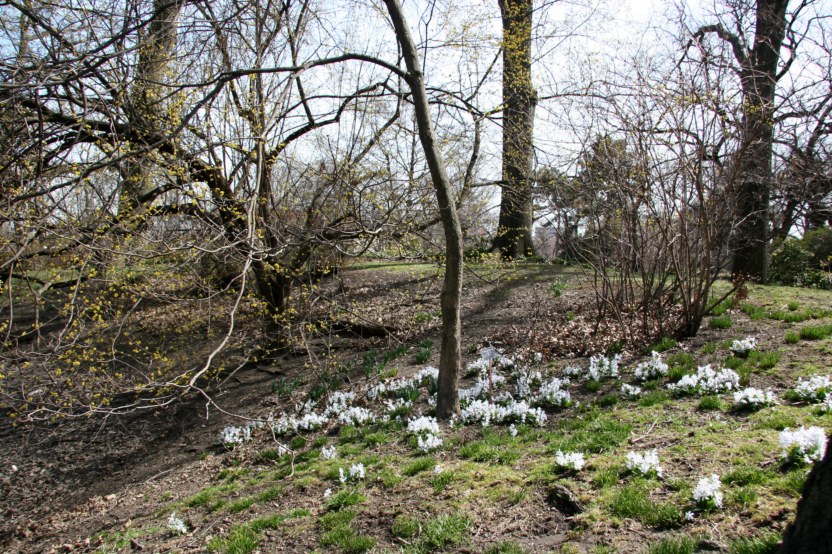 Squill Meadow